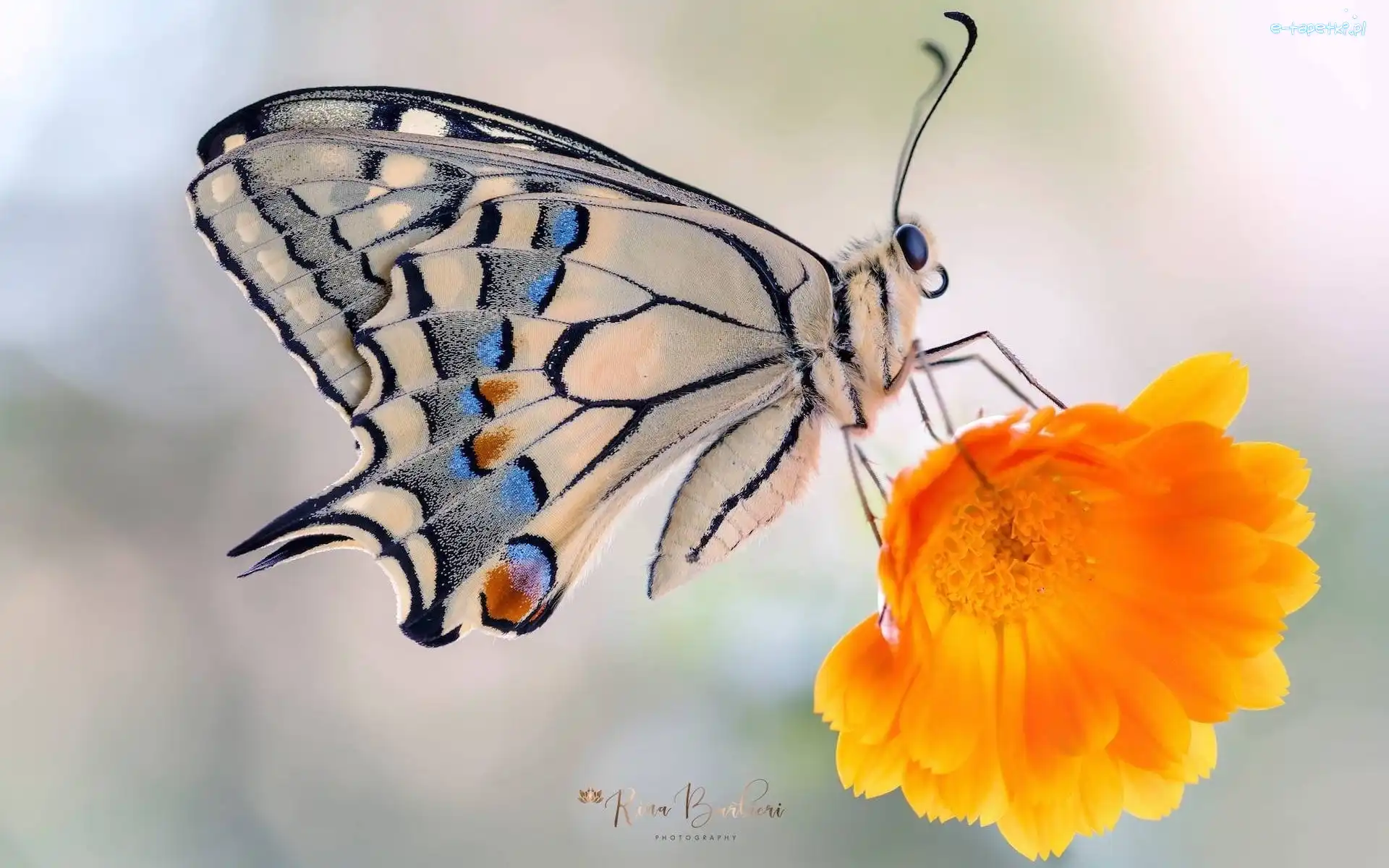 Paź królowej, Makro, Kwiat, Motyl