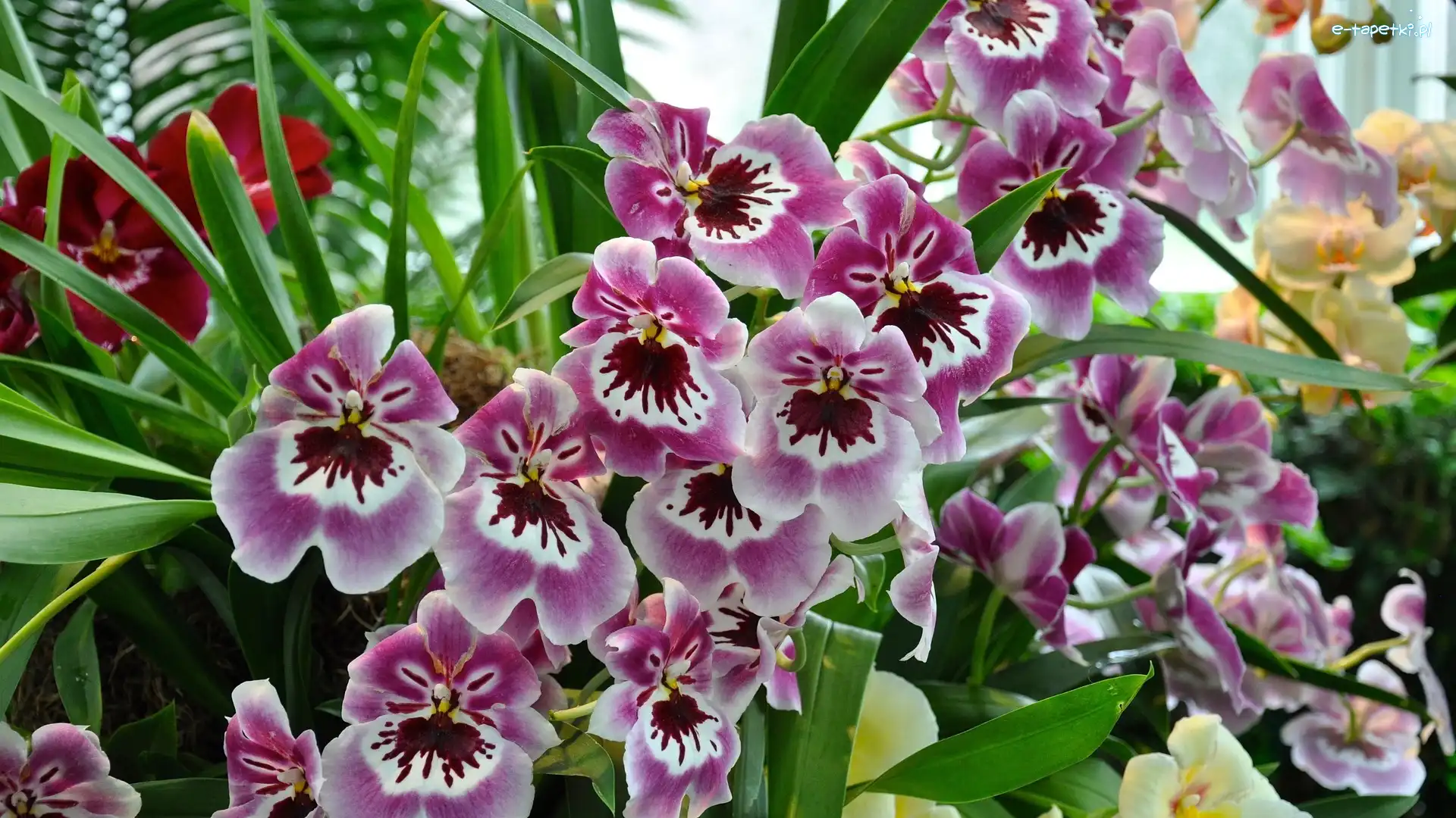 Kwiaty, Orchidea, Storczyki, Jasnofioletowe