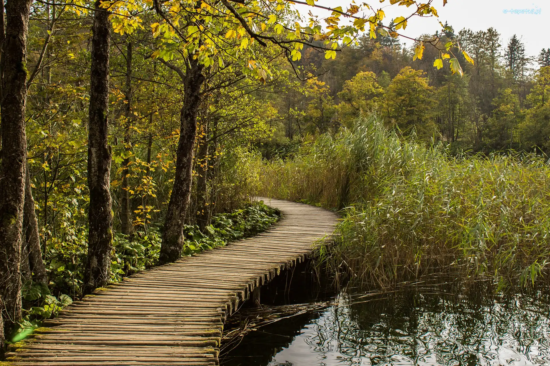 Park Narodowy Jezior Plitwickich, Szuwary, Jezioro, Chorwacja, Pomost, Drzewa