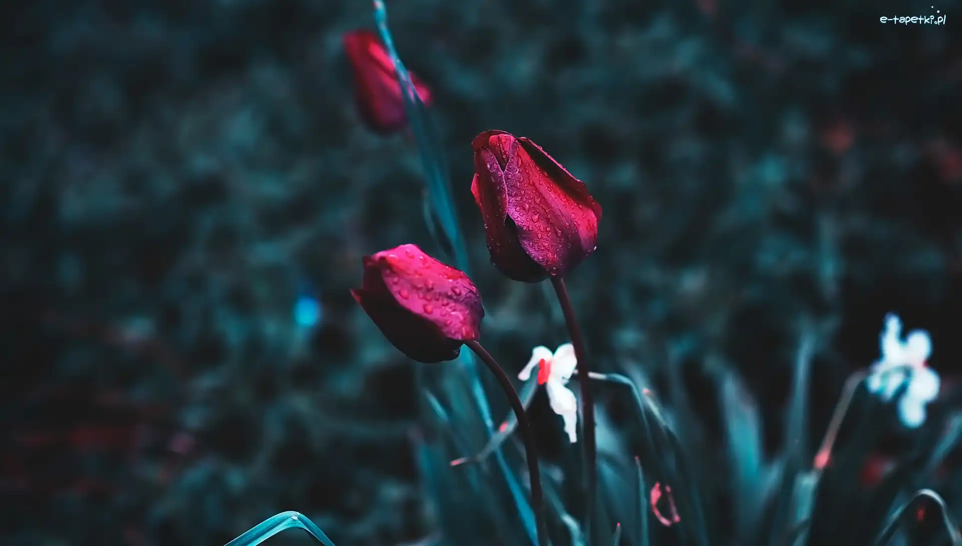 Kwiaty, Krople, Tulipany, Czerwone