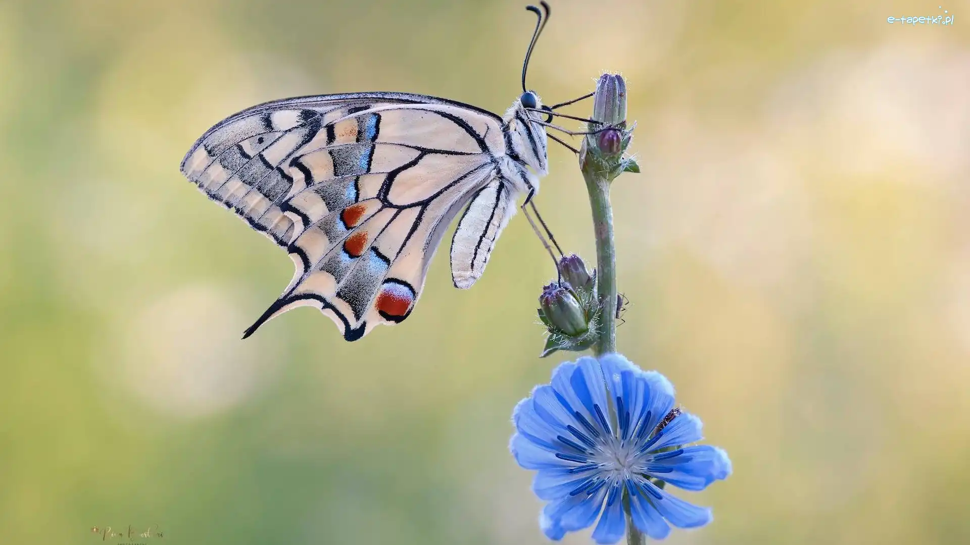 Motyl, Niebieski, Paź królowej, Makro, Kwiat