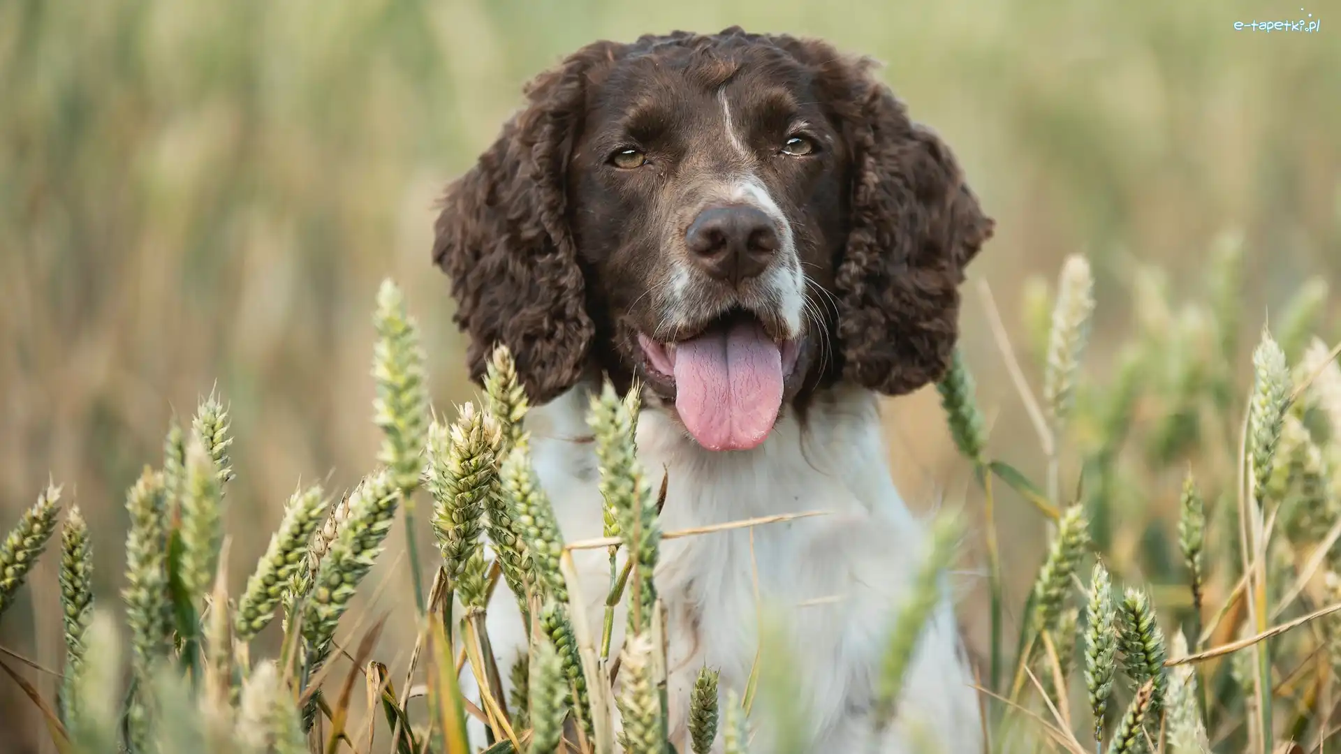 Pies, Zboże, Springer spaniel angielski, Rozmycie, Kłosy