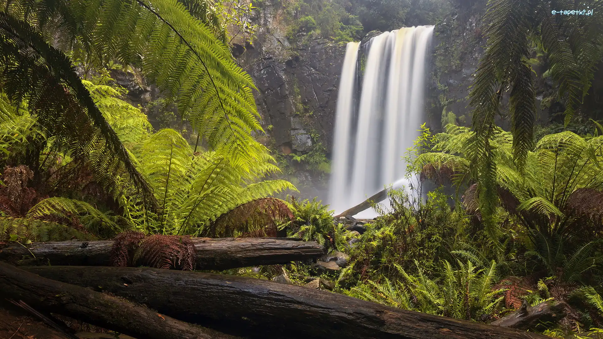 Kłody, Hopetoun Falls, Australia, Stan Wiktoria, Paprocie, Skała, Park Narodowy Great Otway, Wodospad