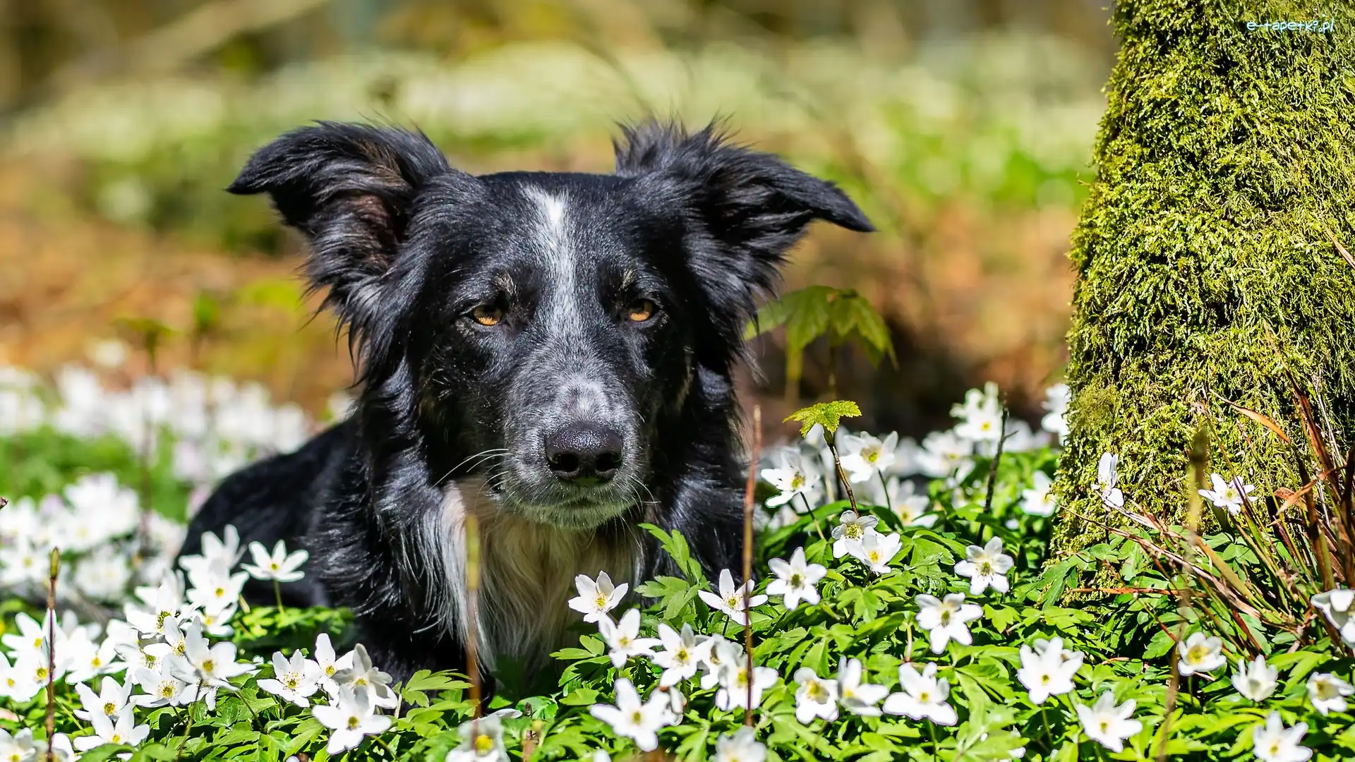 Border collie, Zawilce gajowe, Kwiaty, Pies