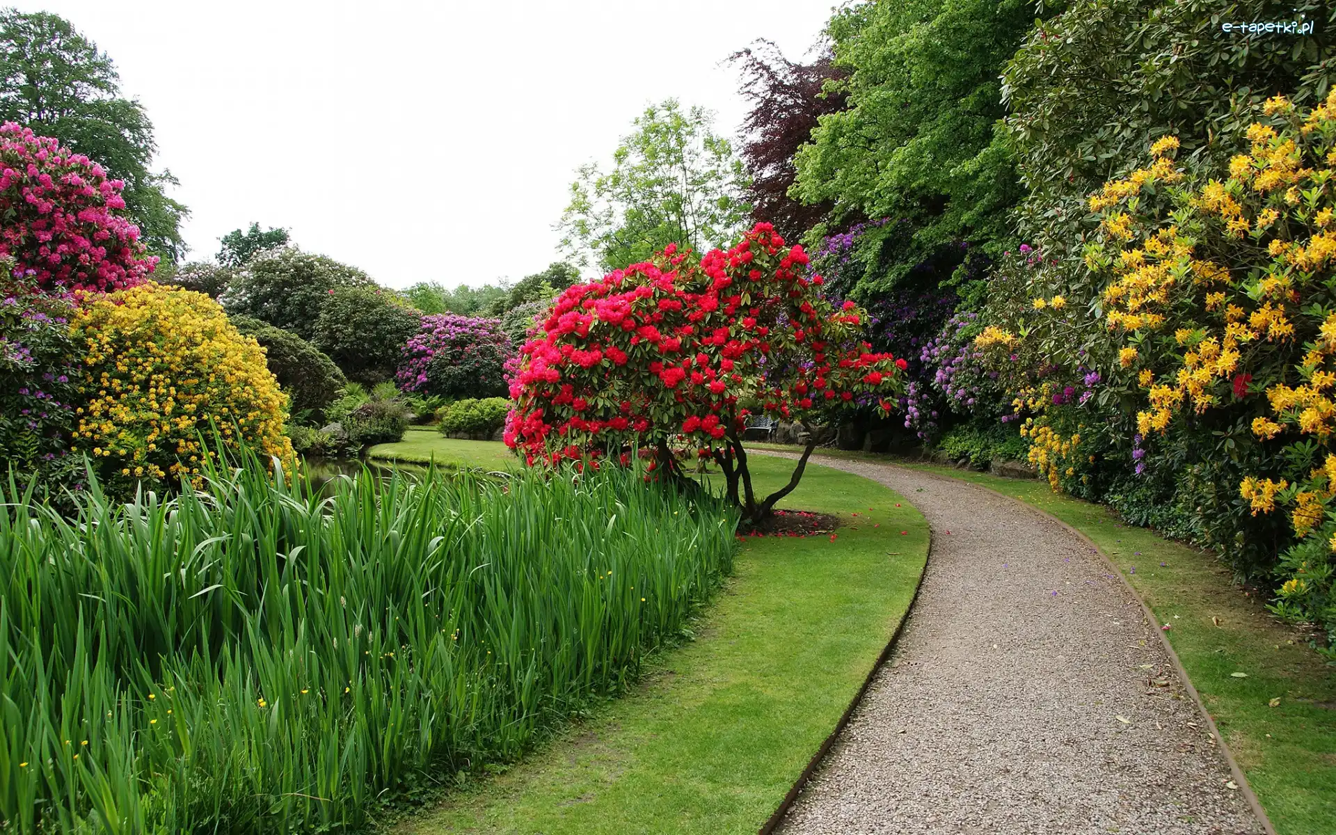 Drzewa, Ogród Biddulph Grange, Anglia, Biddulph, Alejka, Różaneczniki, Kwiaty, Park