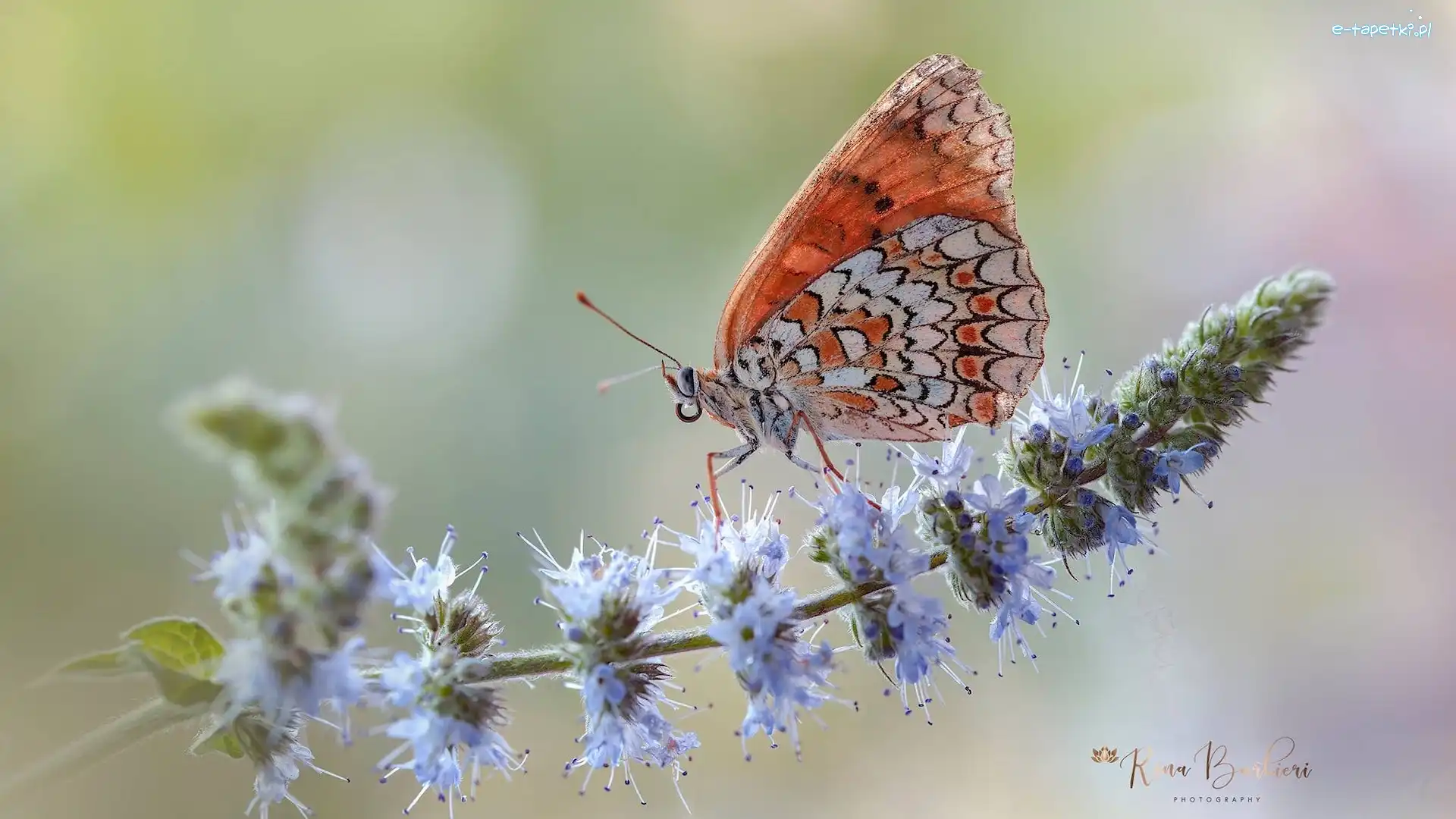 Przeplatka didyma, Kwiat, Roślina, Motyl