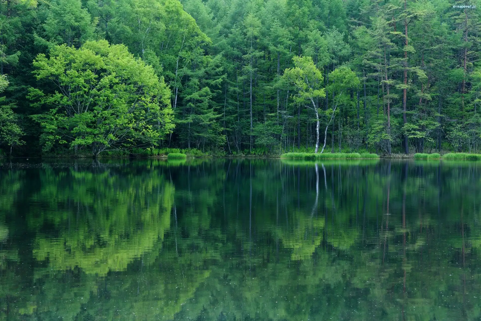 Las, Zielone, Jezioro, Odbicie, Drzewa