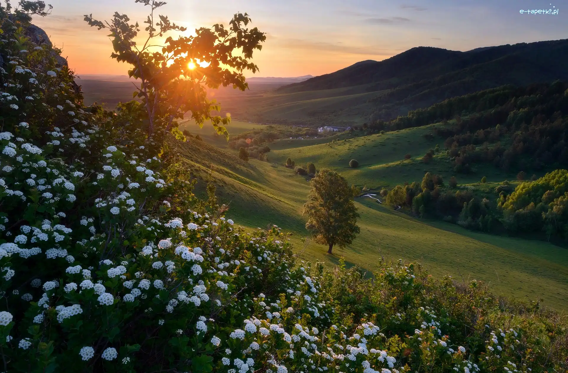 Dolina, Góry, Drzewa, Zachód słońca, Kwiaty, Wzgórze