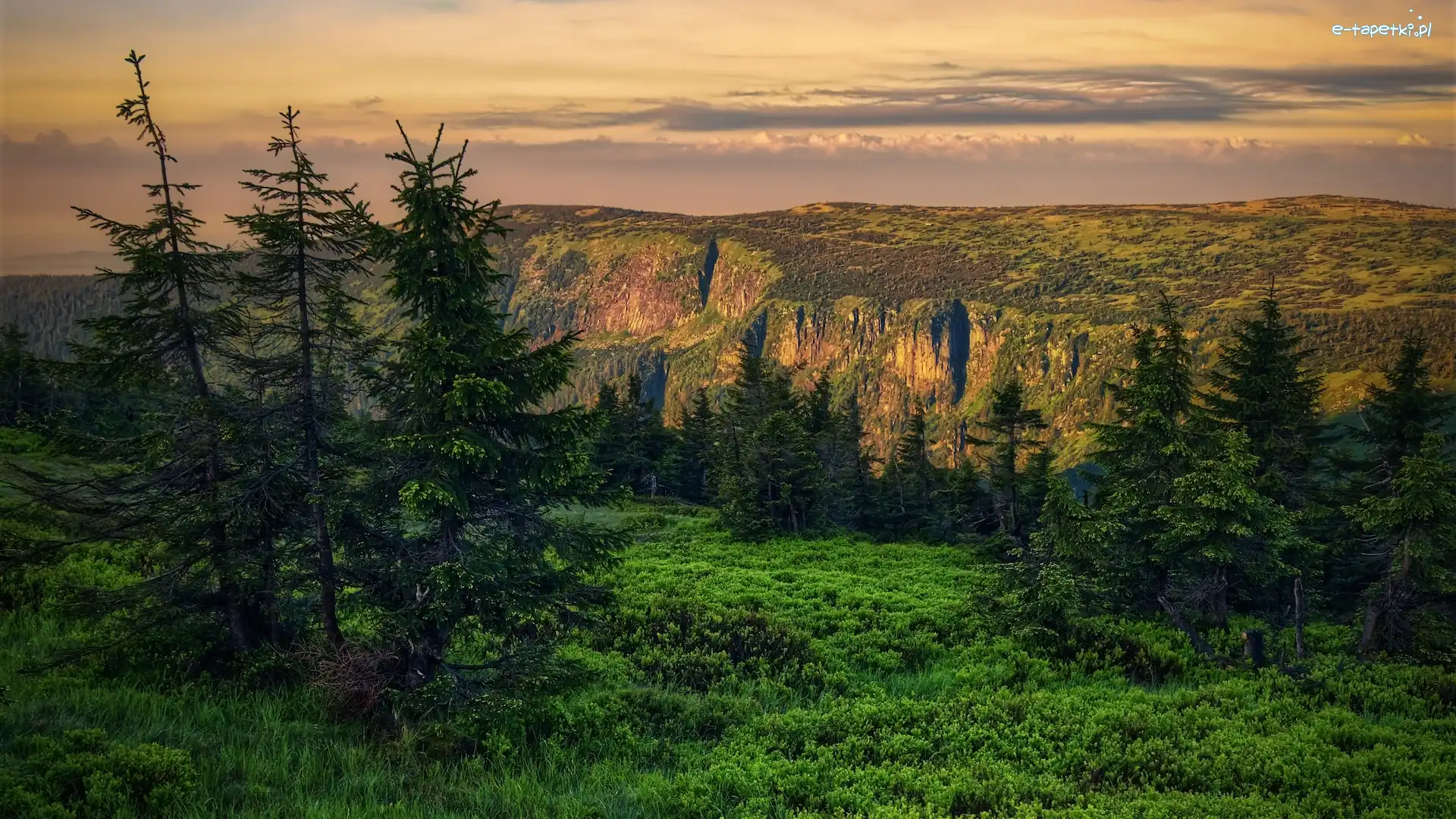 Góry, Drzewa, Karkonosze, Trawa, Świerki