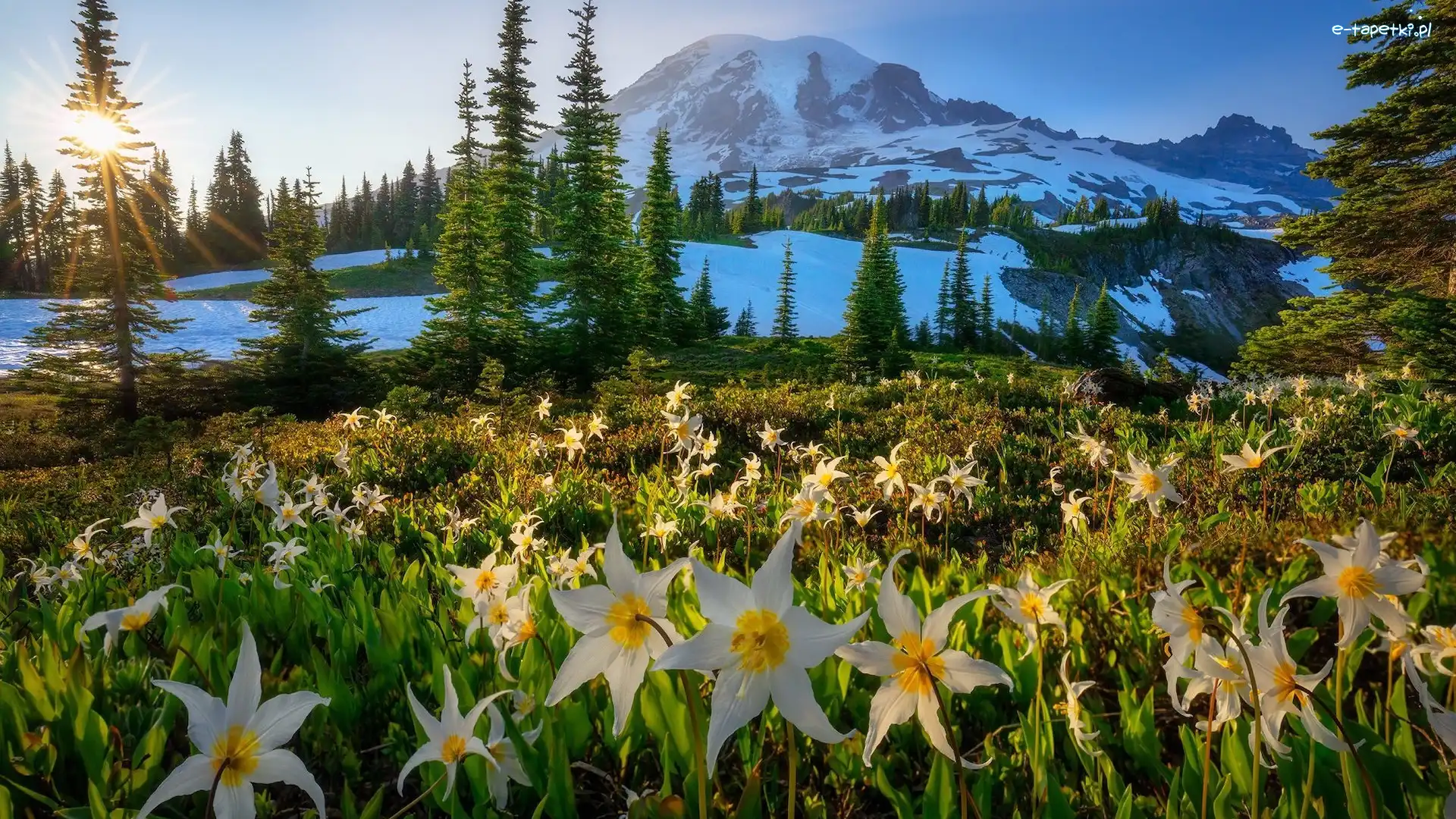 Psizęby, Stany Zjednoczone, Zachód słońca, Park Narodowy Mount Rainier, Śnieg, Stratowulkan Mount Rainier, Kwiaty, Góry, Łąka, Stan Waszyngton, Drzewa