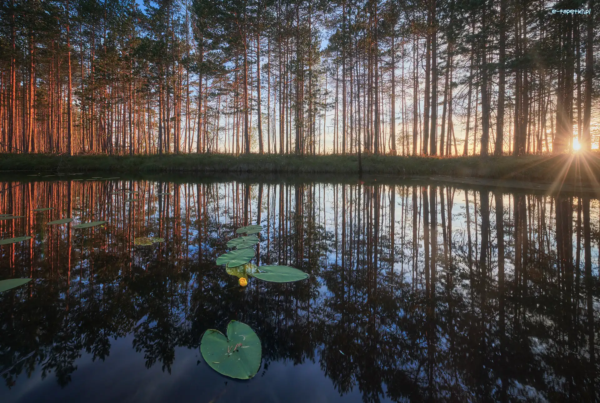 Drzewa, Liście, Staw, Wschód słońca, Lilie wodne