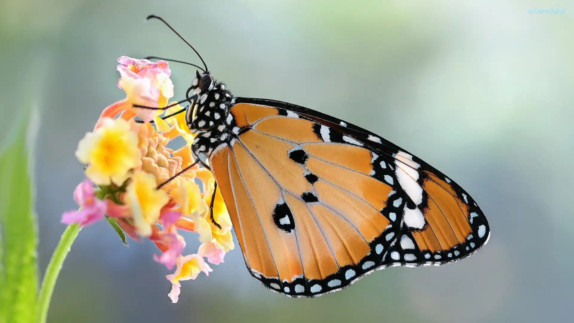 Motyl, Makro, Monarcha złocisty, Kwiat, Roślina