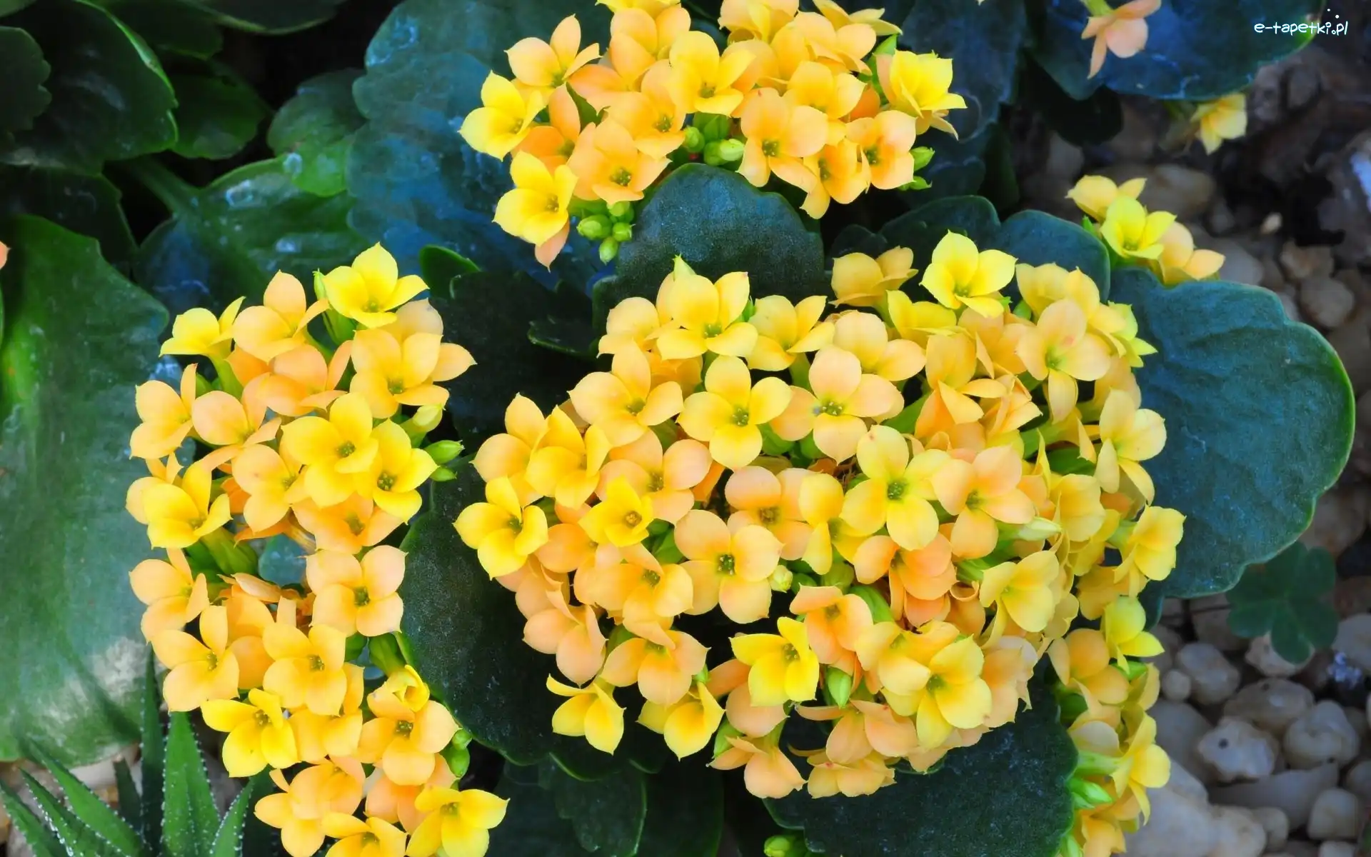 Kwiaty, Żółte, Kalanchoe