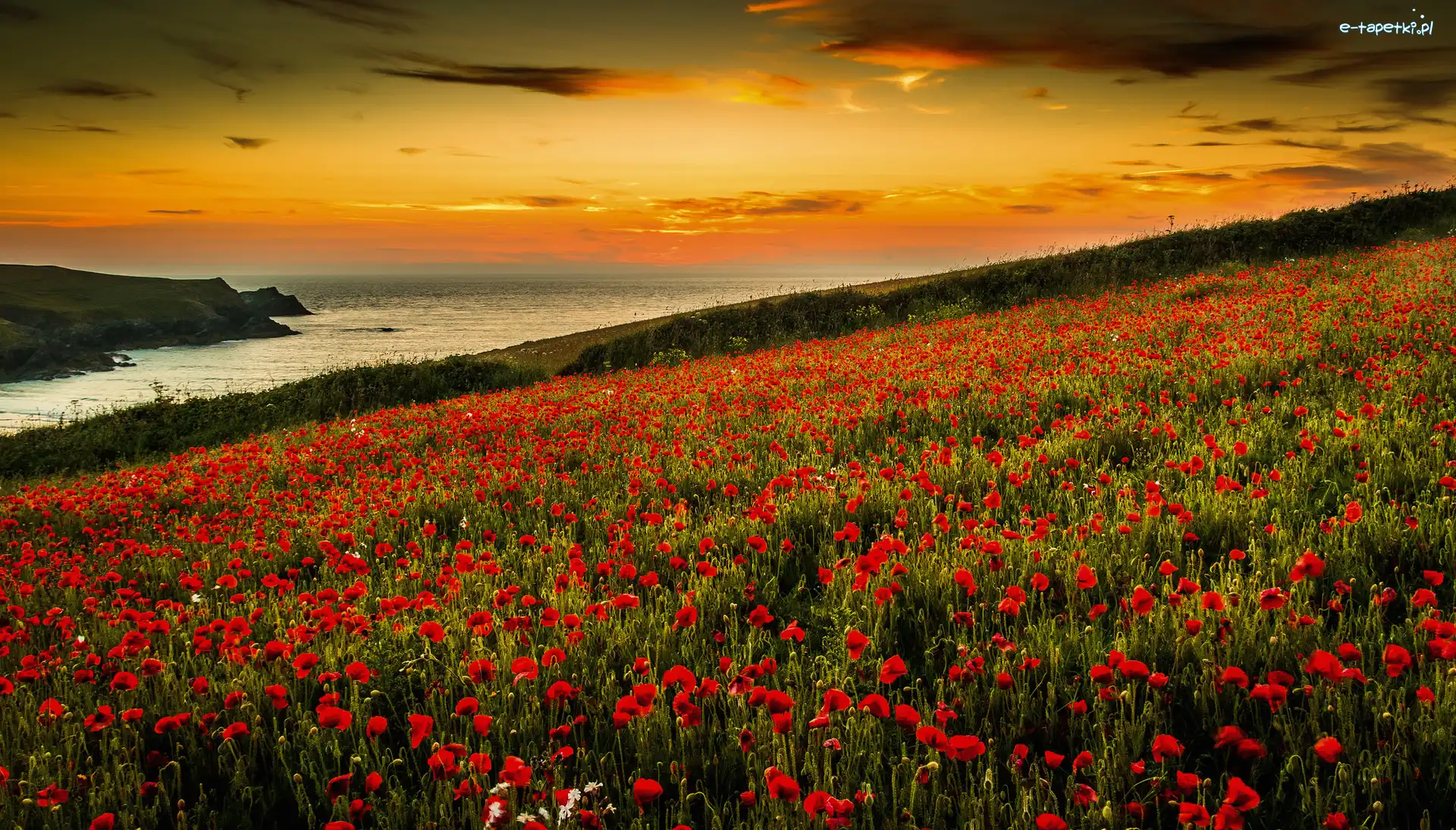 Kwiaty, Zachód słońca, Anglia, Kornwalia, Łąka, Maki, West Pentire, Morze