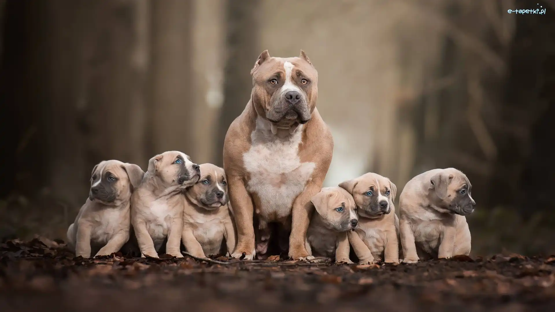 American bully, Szczeniaki, Pies