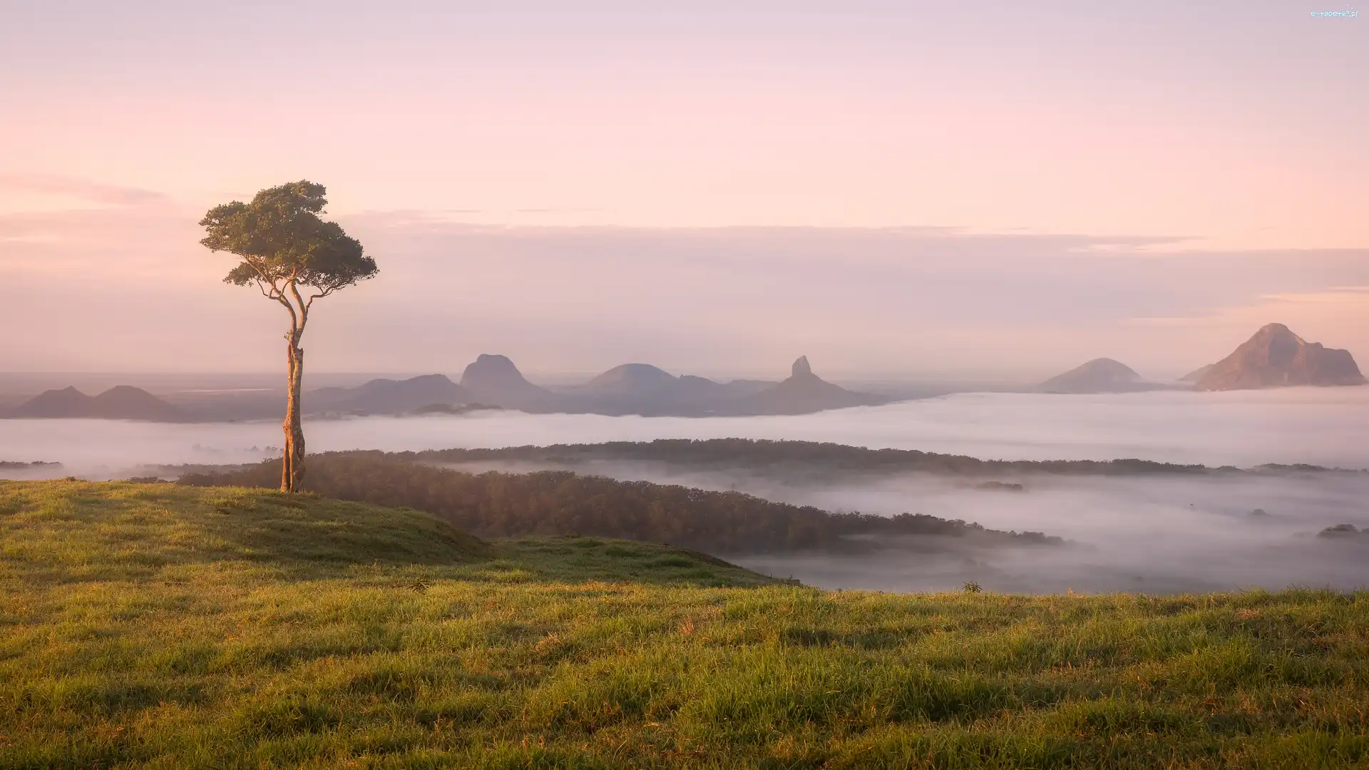 Australia, Mgła, Park Narodowy Glass House Mountains, Góry, Drzewo, Stan Queensland, Maleny