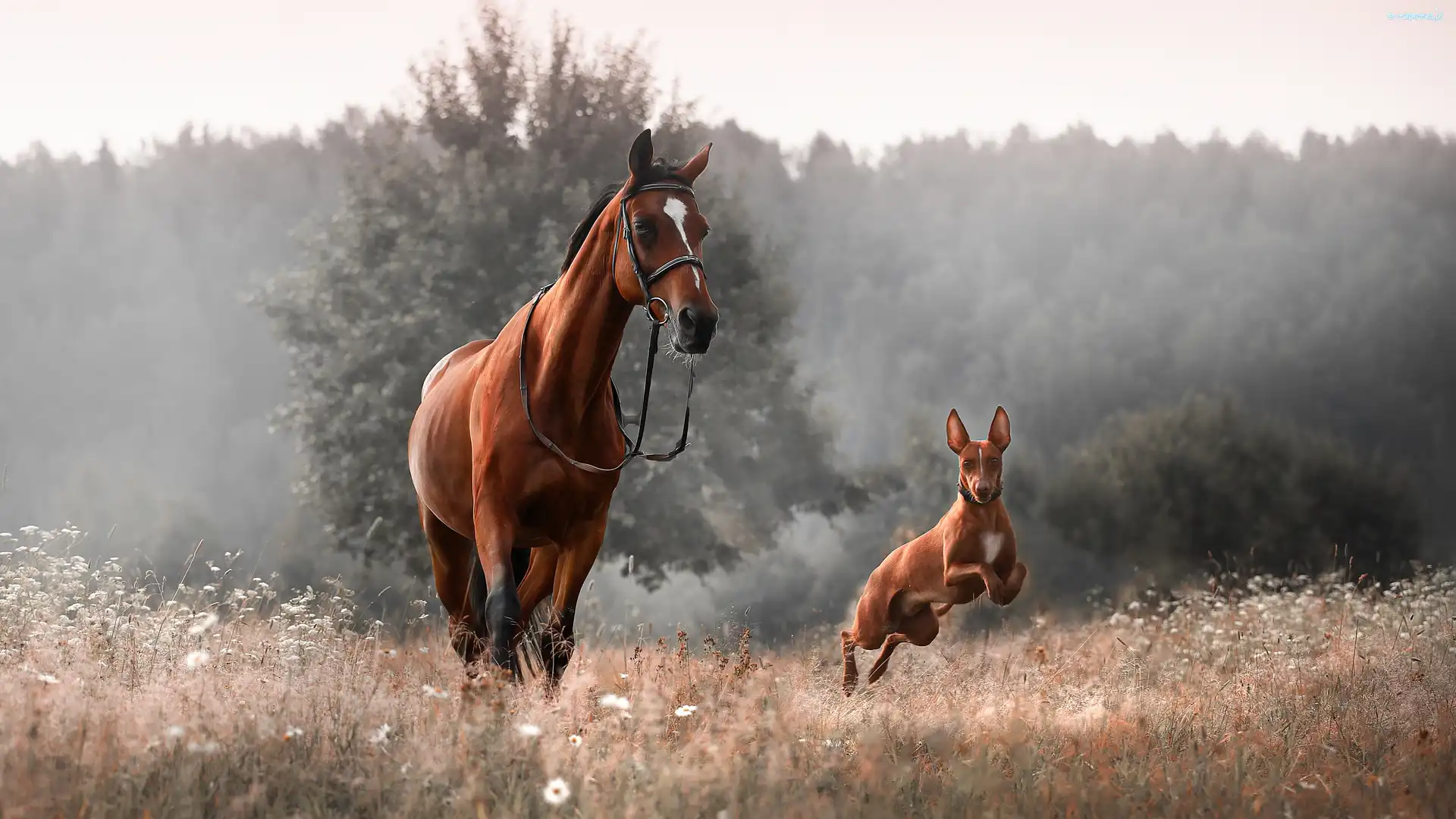 Pies, Łąka, Podenco, Koń