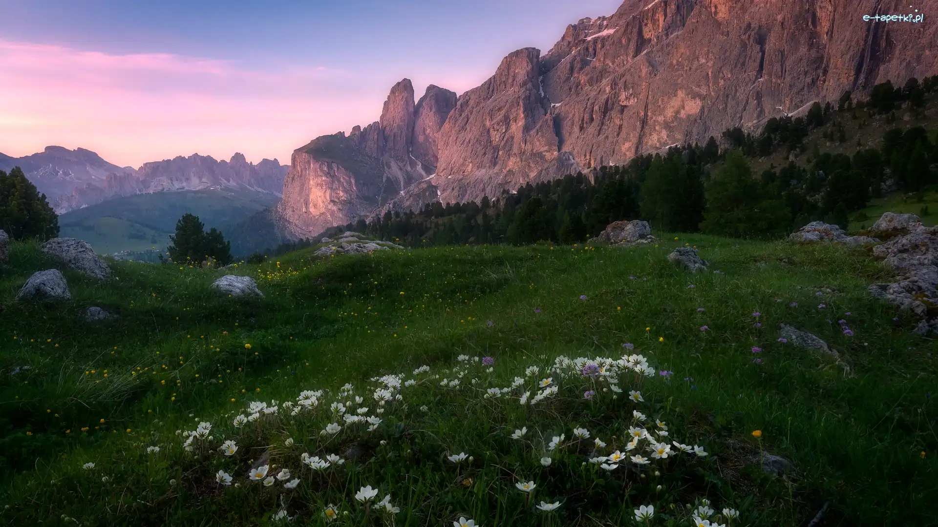 Dolomity, Zawilce, Góry, Włochy, Kwiaty, Łąka
