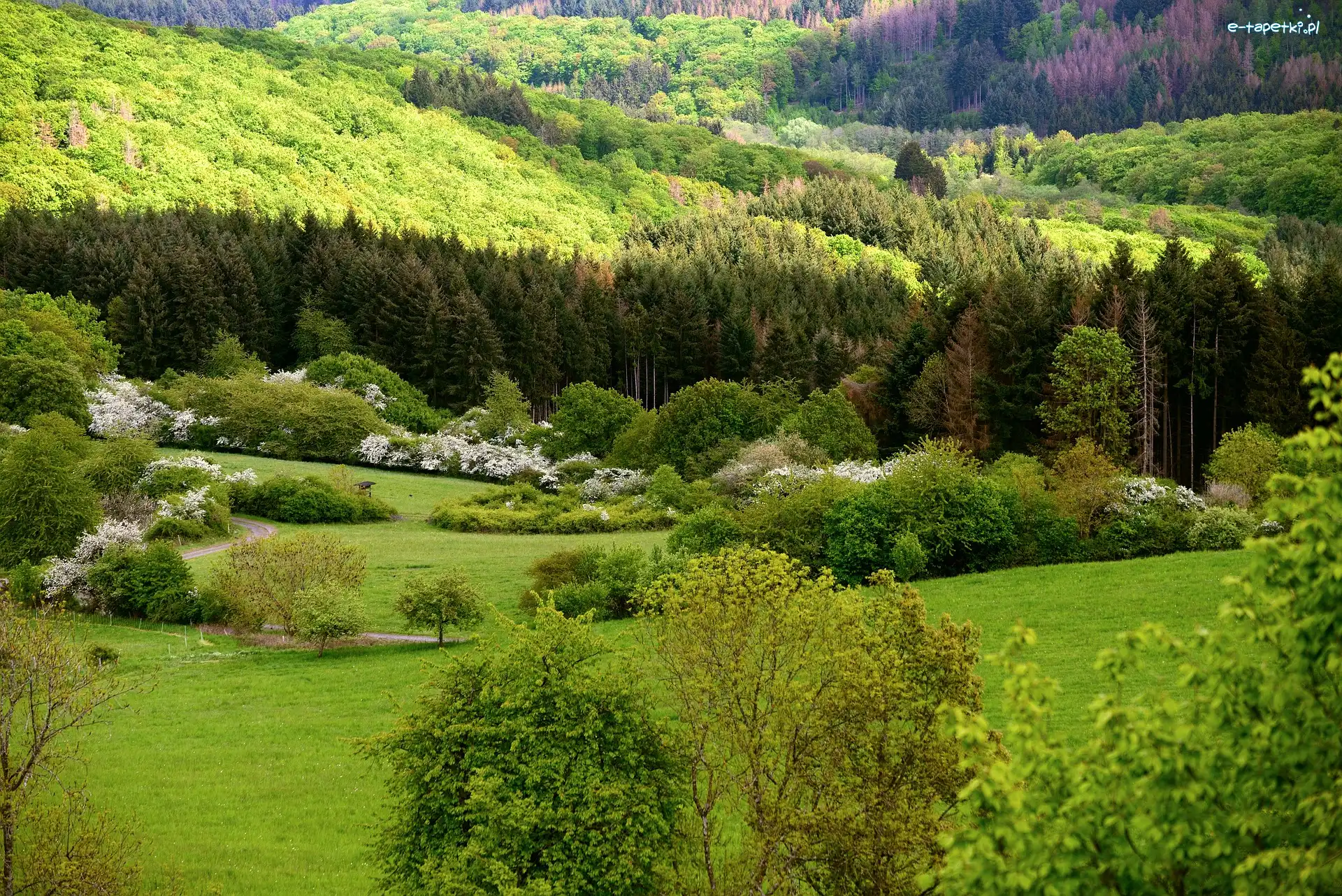 Las, Drzewa, Krzewy, Wiosna, Wzgórze