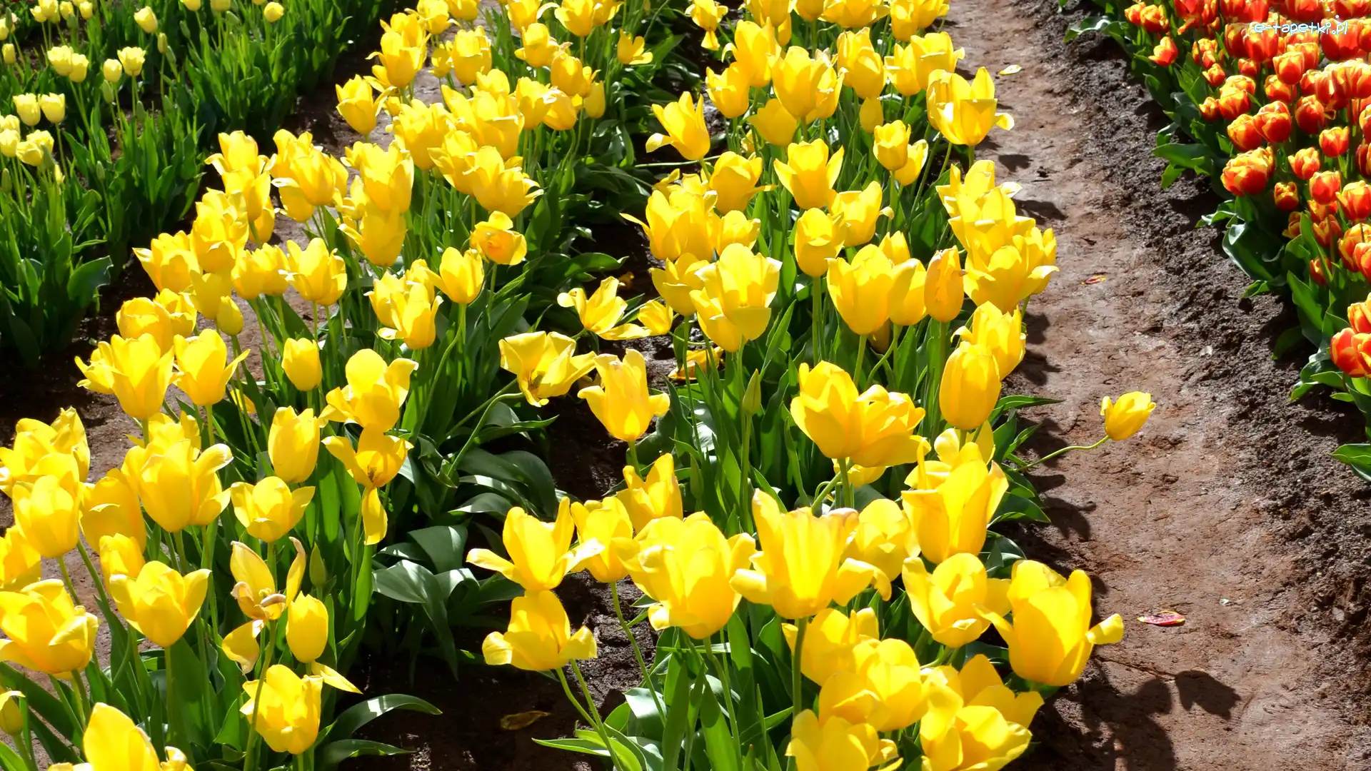 Tulipany, Żółte, Kolorowe