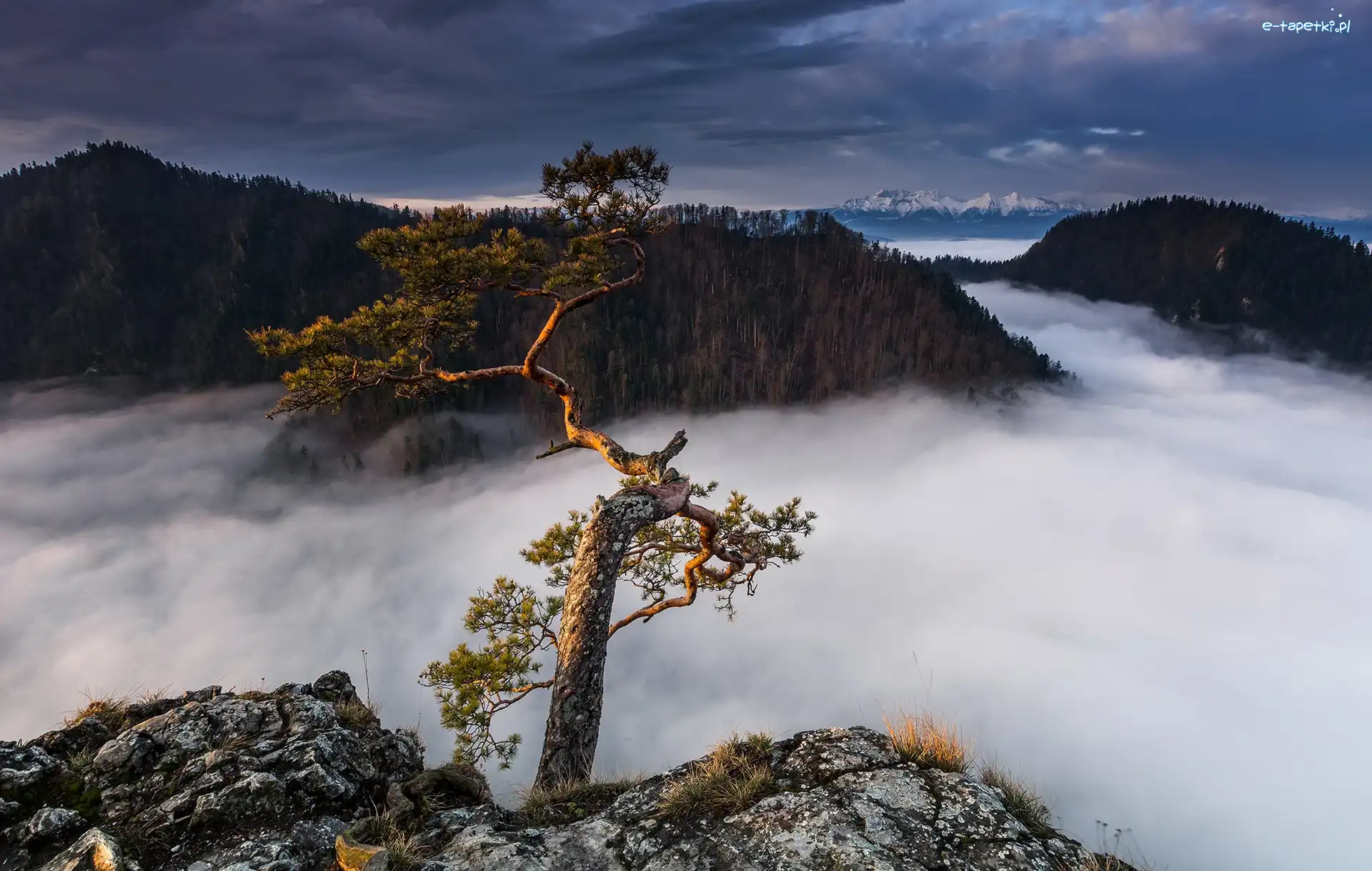 Sosna, Wschód słońca, Drzewo, Pieniny, Polska, Szczyt, Skały, Pieniński Park Narodowy, Sokolica, Góry, Mgła