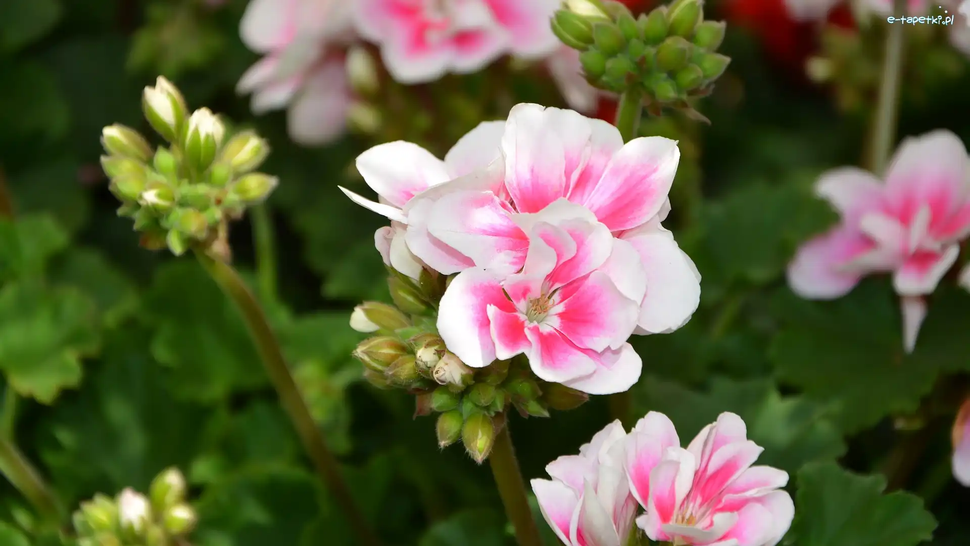 Pelargonie, Różowe, Kwitnące