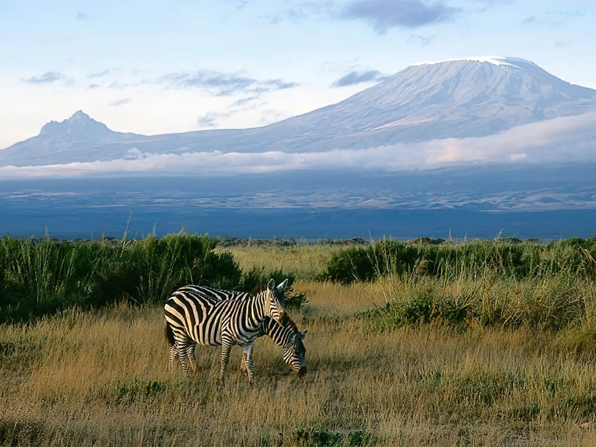 kilimandżaro, góra, Zebra