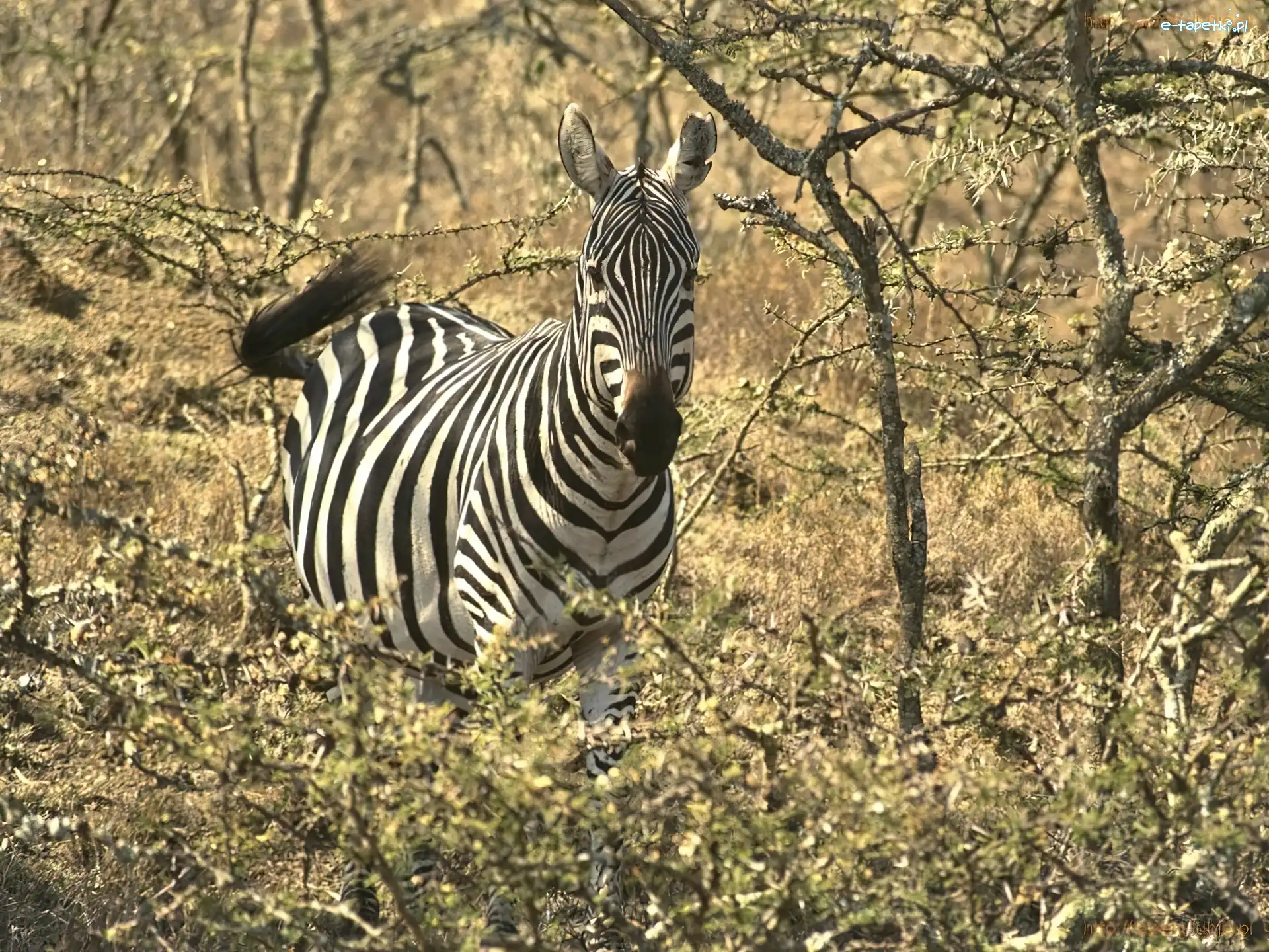 akacja, gałęzie, drzewa, Zebra