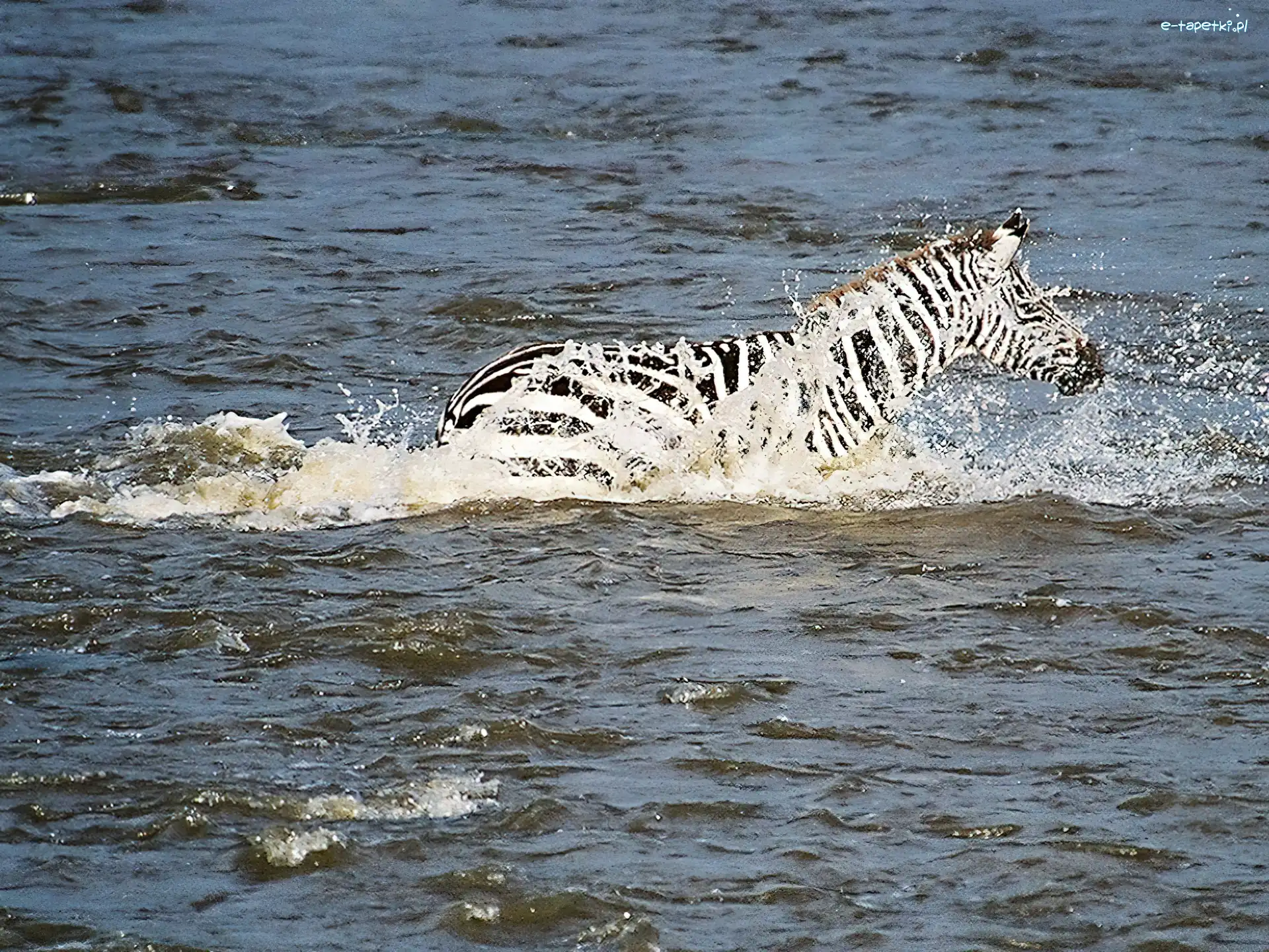 woda, Zebra