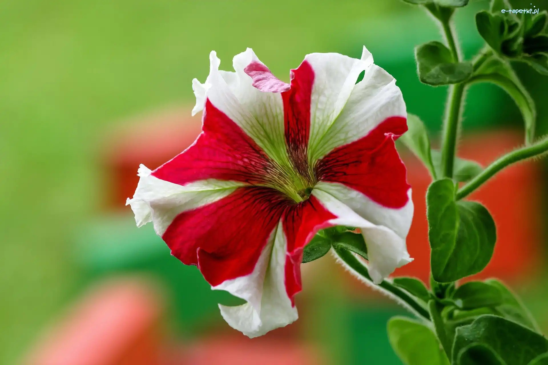 Petunia, Biało-czerwona, Kwiat