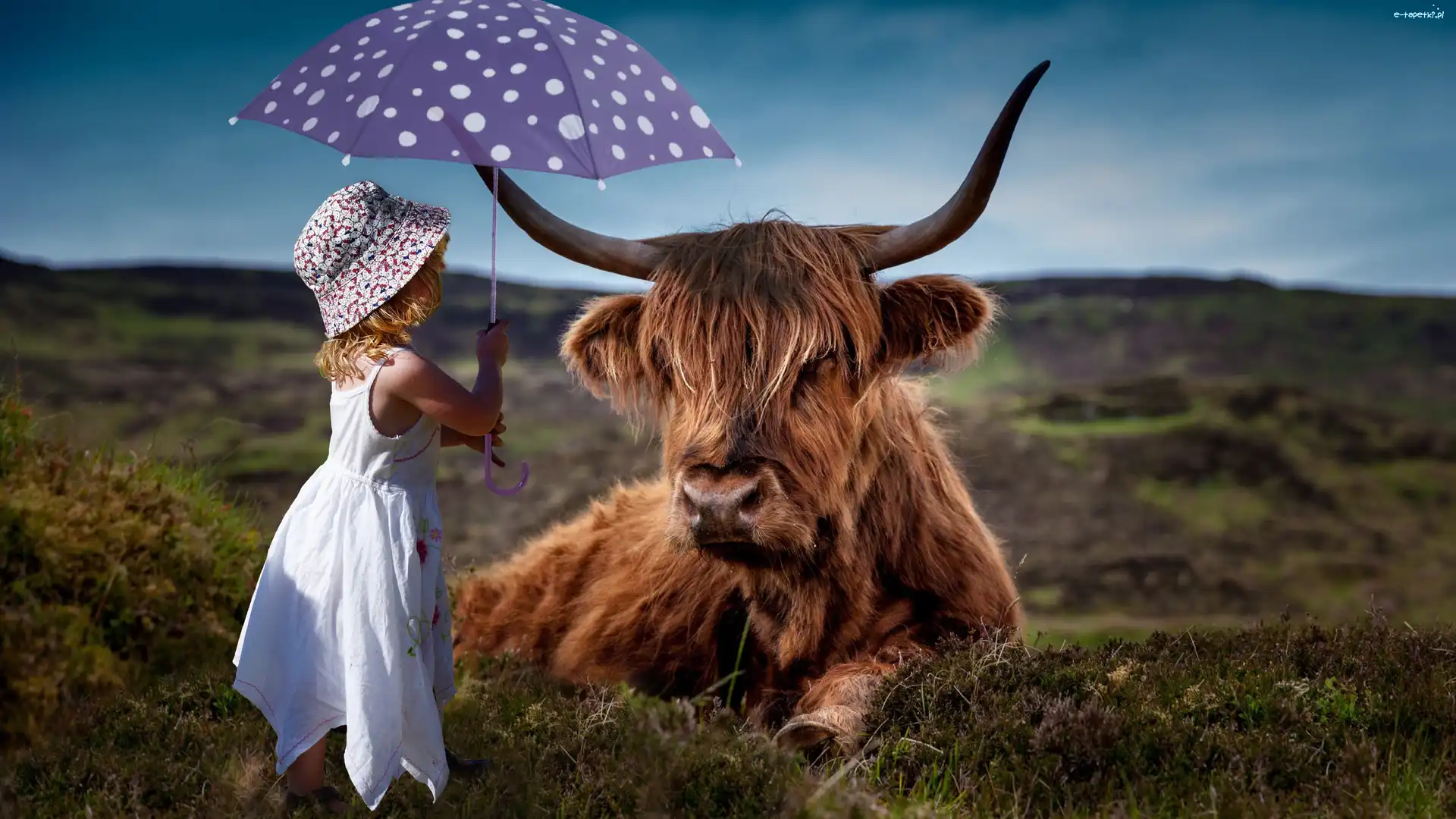 Szkocka rasa, Parasolka, Krowa, Highland, Dziewczynka, Dziecko