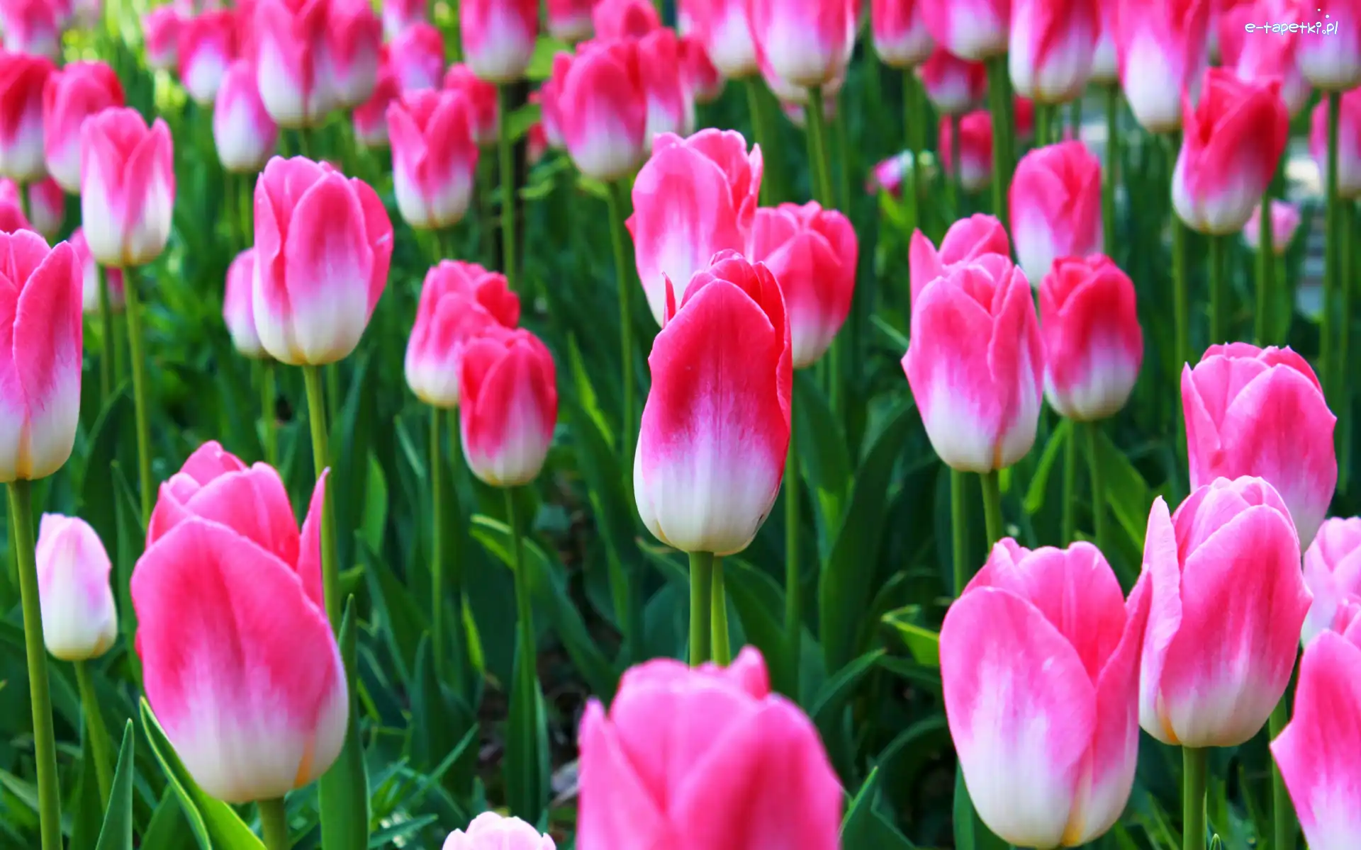 Biało-różowe, Plantacja, Tulipany, Kwiaty