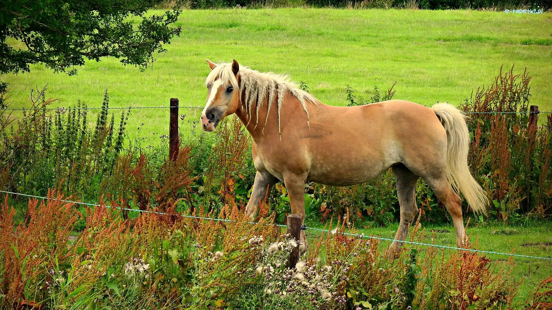 Rasa, Rośliny, Haflinger, Koń