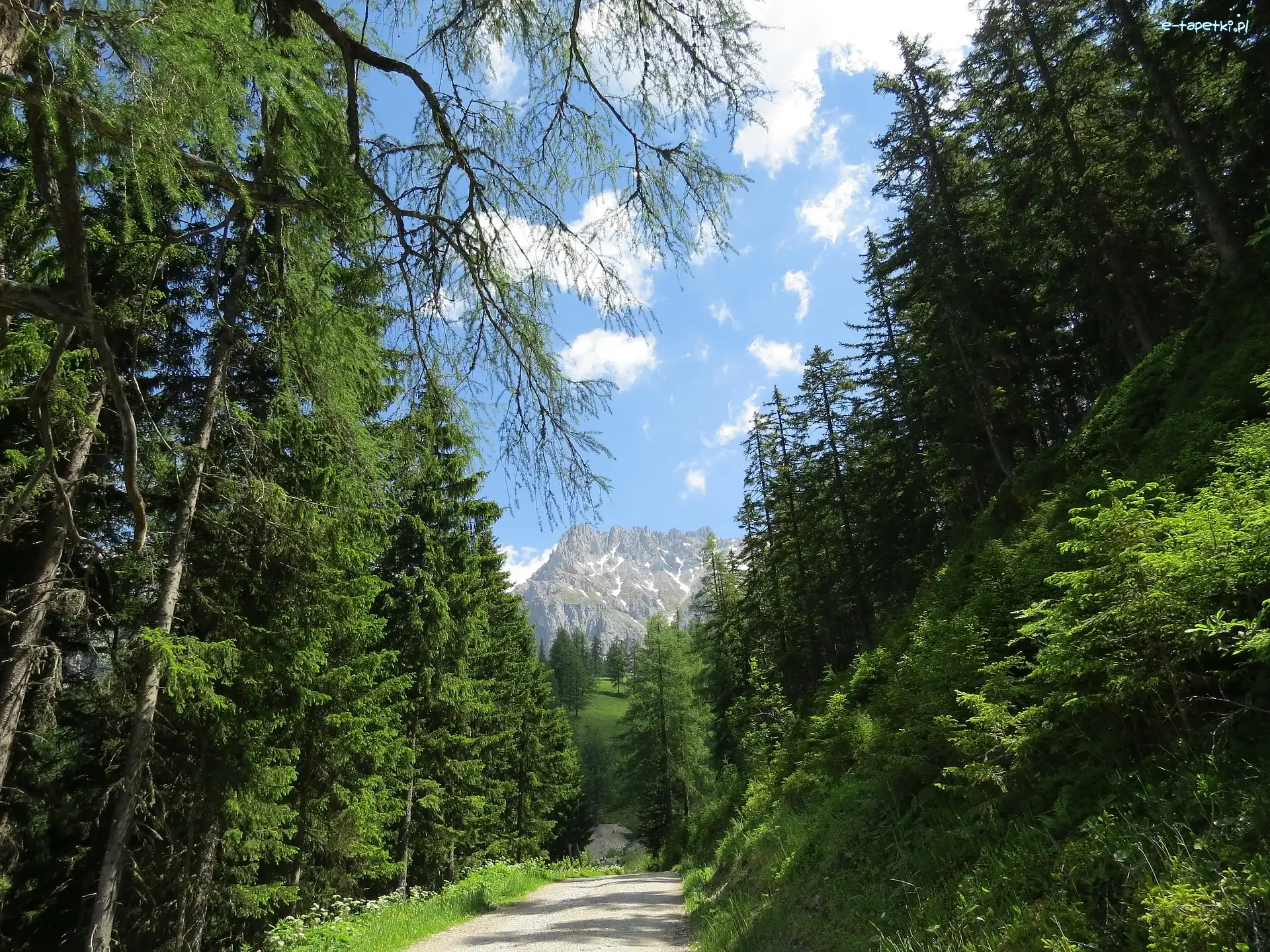 Las, Alpy, Droga, Drzewa, Góry Dachstein, Austria