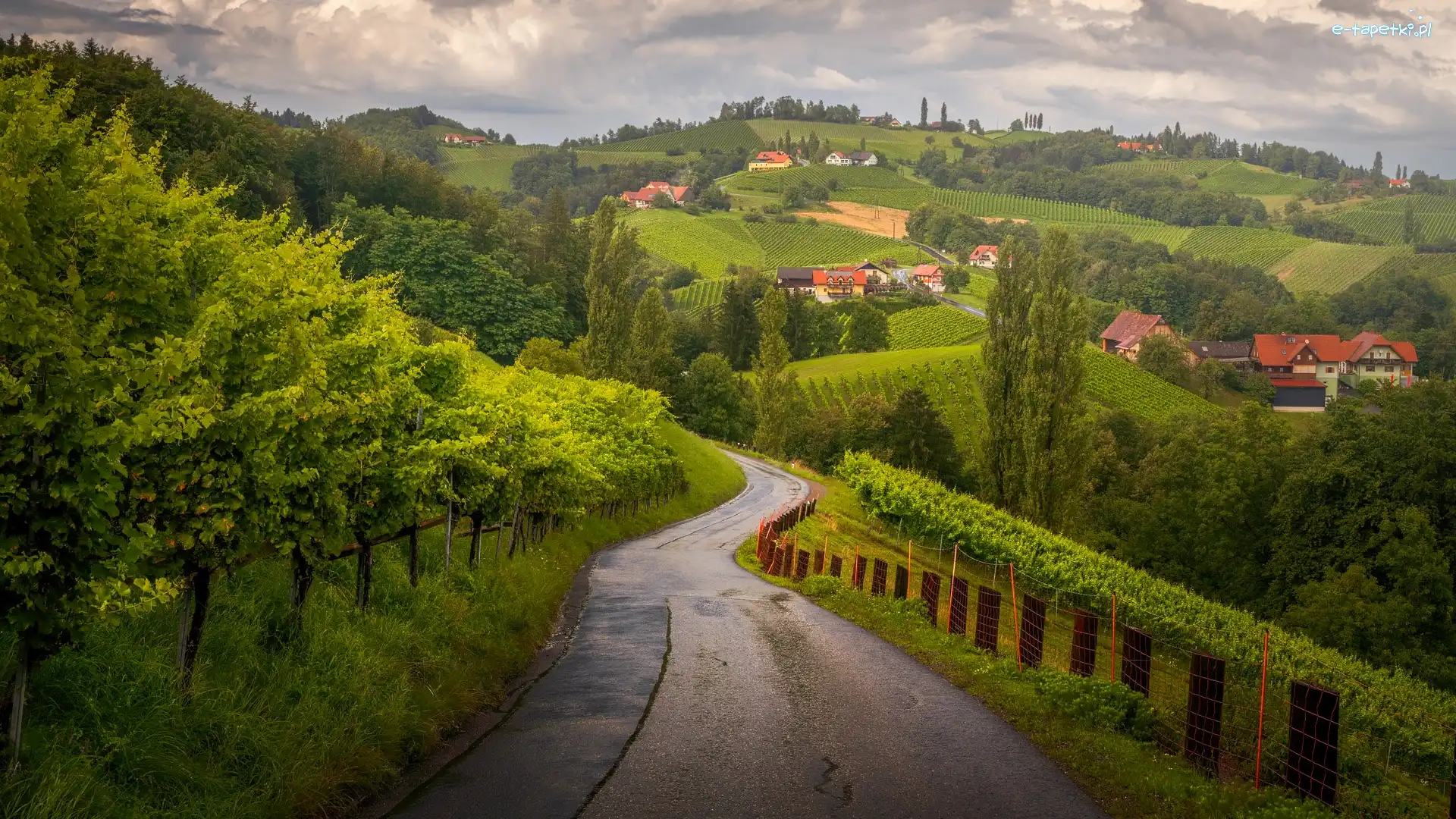 Austria, Pola, Domy, Droga, Winnice, Styria, Sudsteiermark