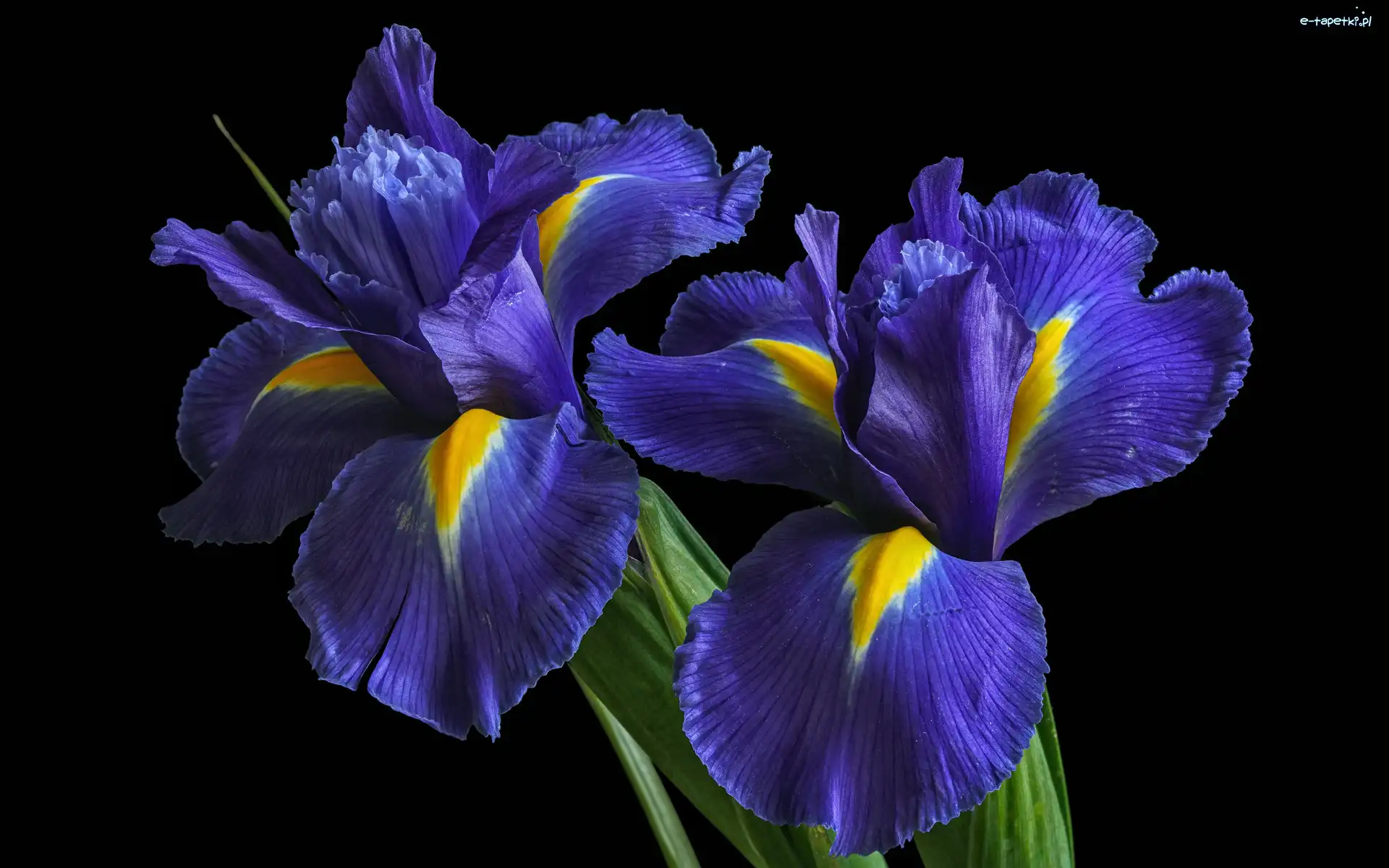 Irysy, Niebieskie, Kwiaty
