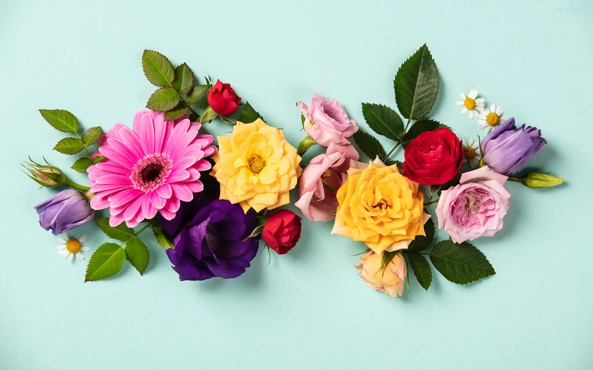 Gerbera, Róże, Kwiaty