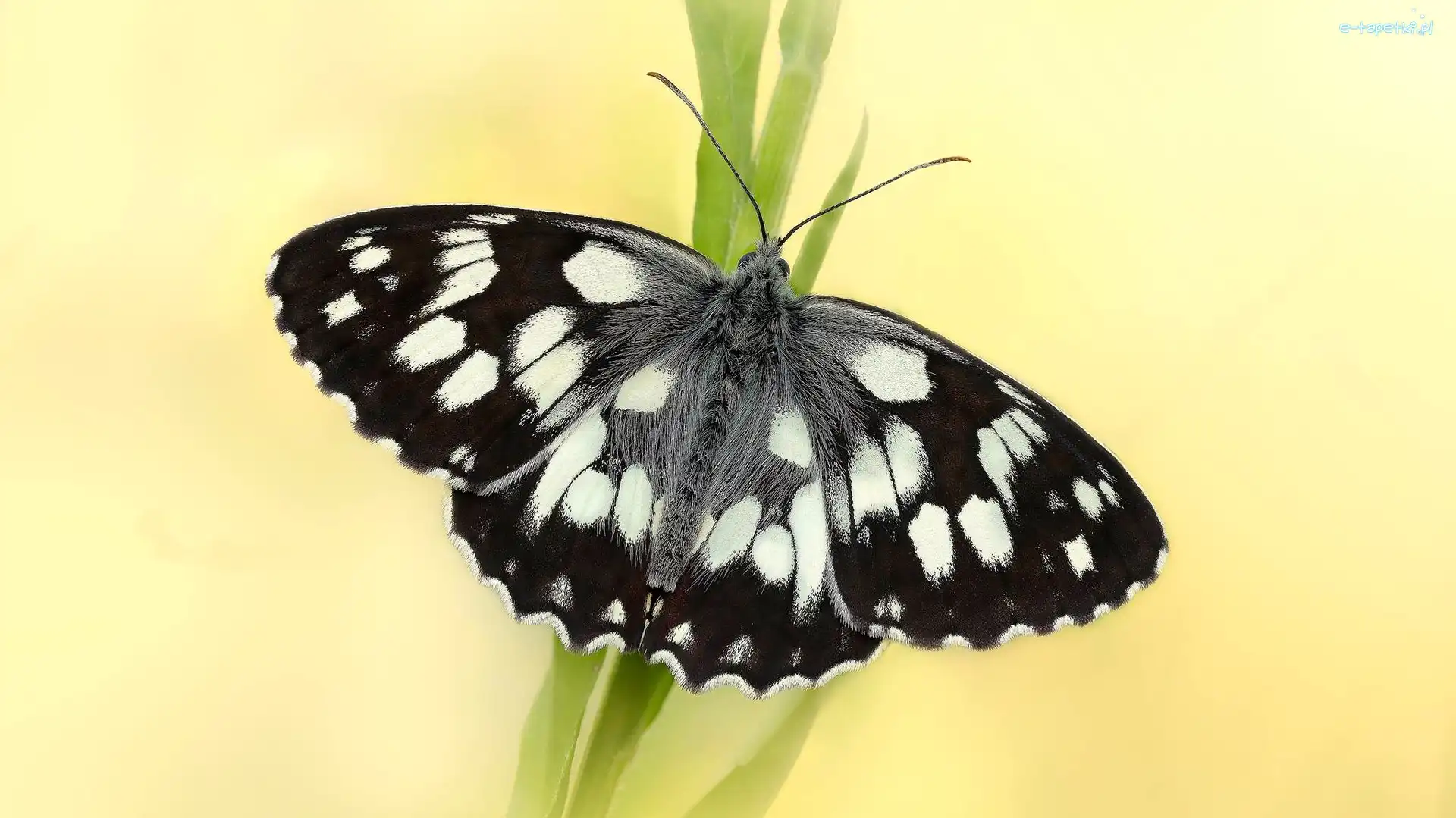 Polowiec szachownica, Motyl, Czarno-biały