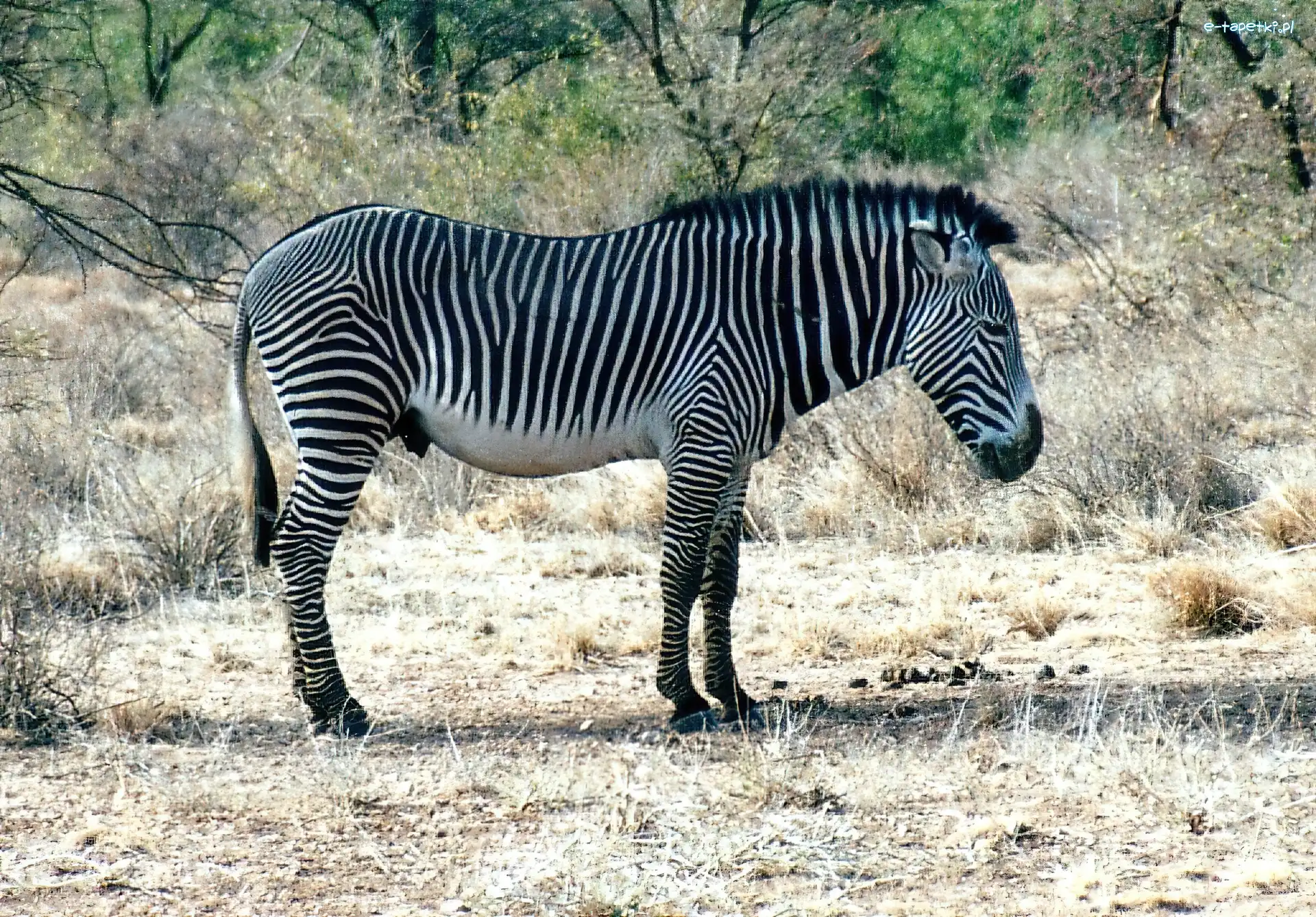 zarośla, trawa, Zebra