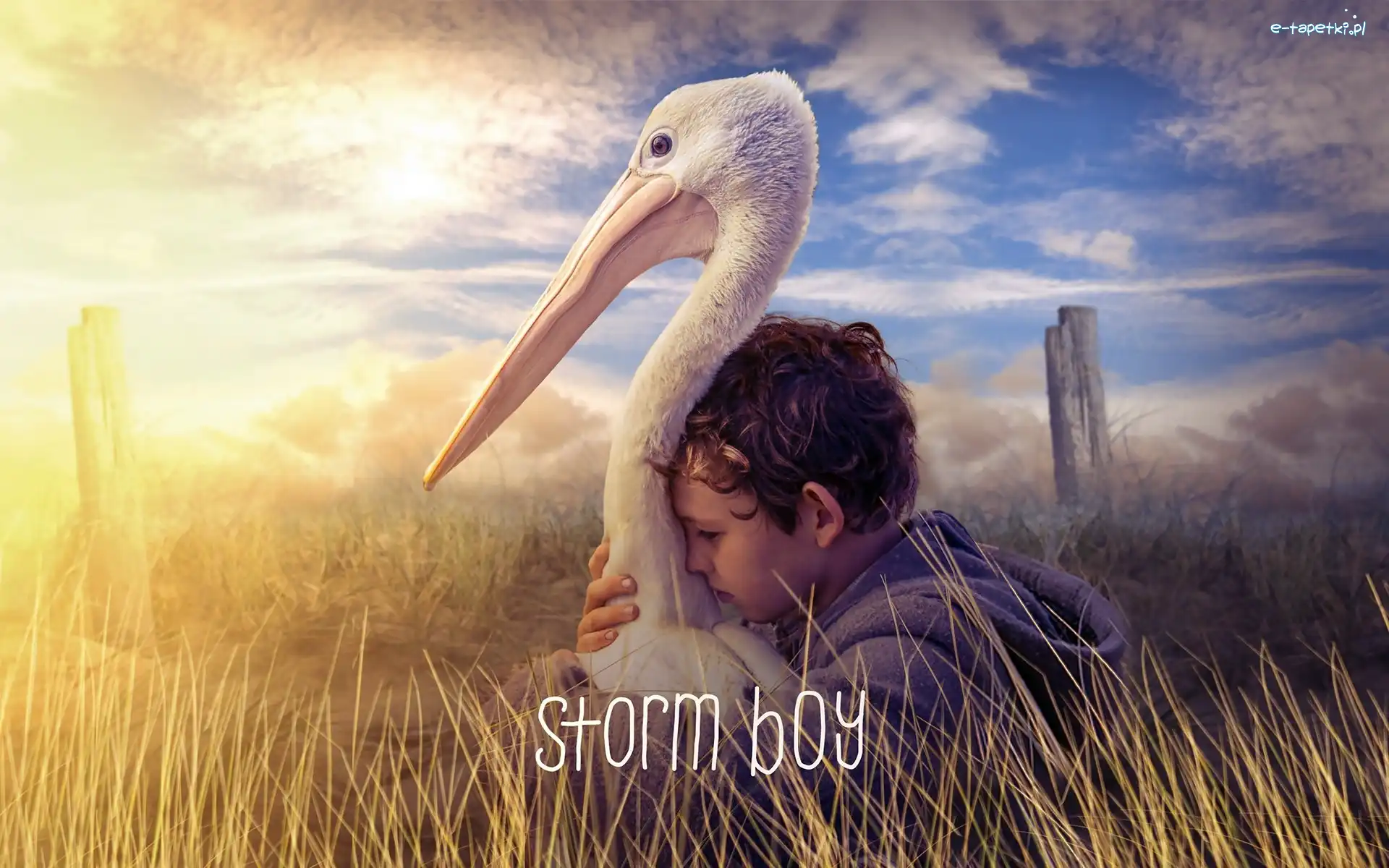 Film, Chłopiec z burzy, Storm Boy, Pelikan, Chłopiec