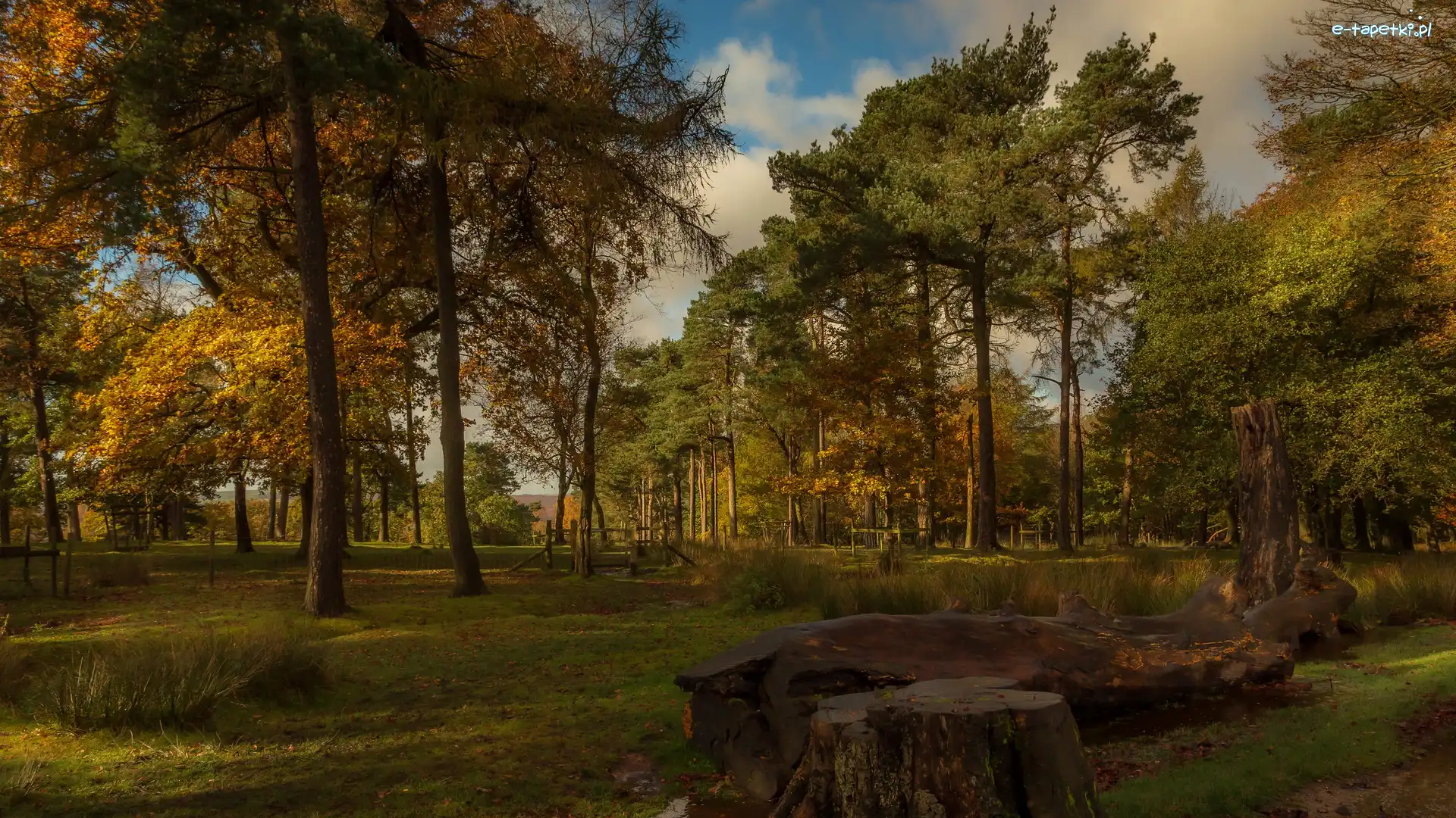 Drzewa, Jesień, Pnie, Park