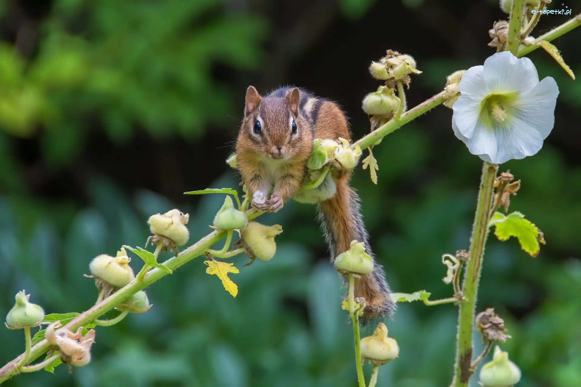 Gałązka, Malwa, Kwiat, Chipmunk