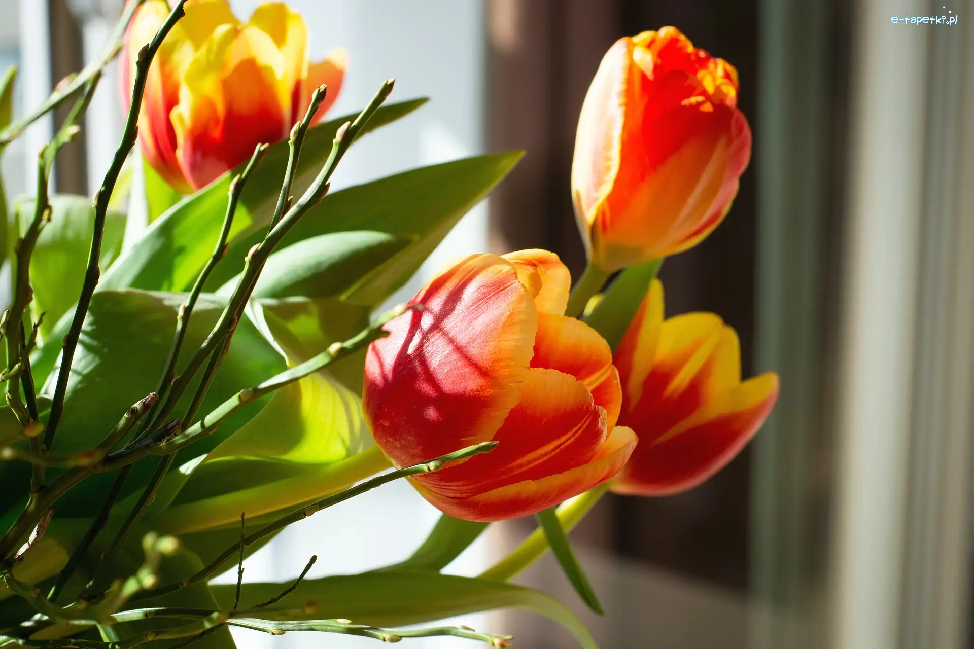 Tulipany, Żółto-czerwone, Kwiaty