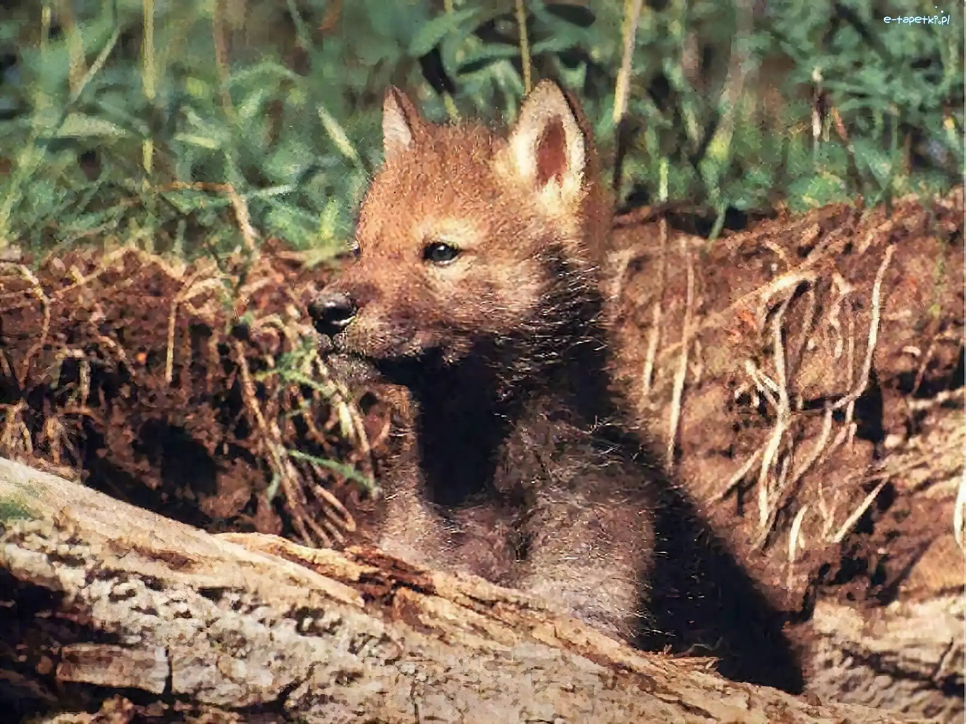szczeniak, Wilk