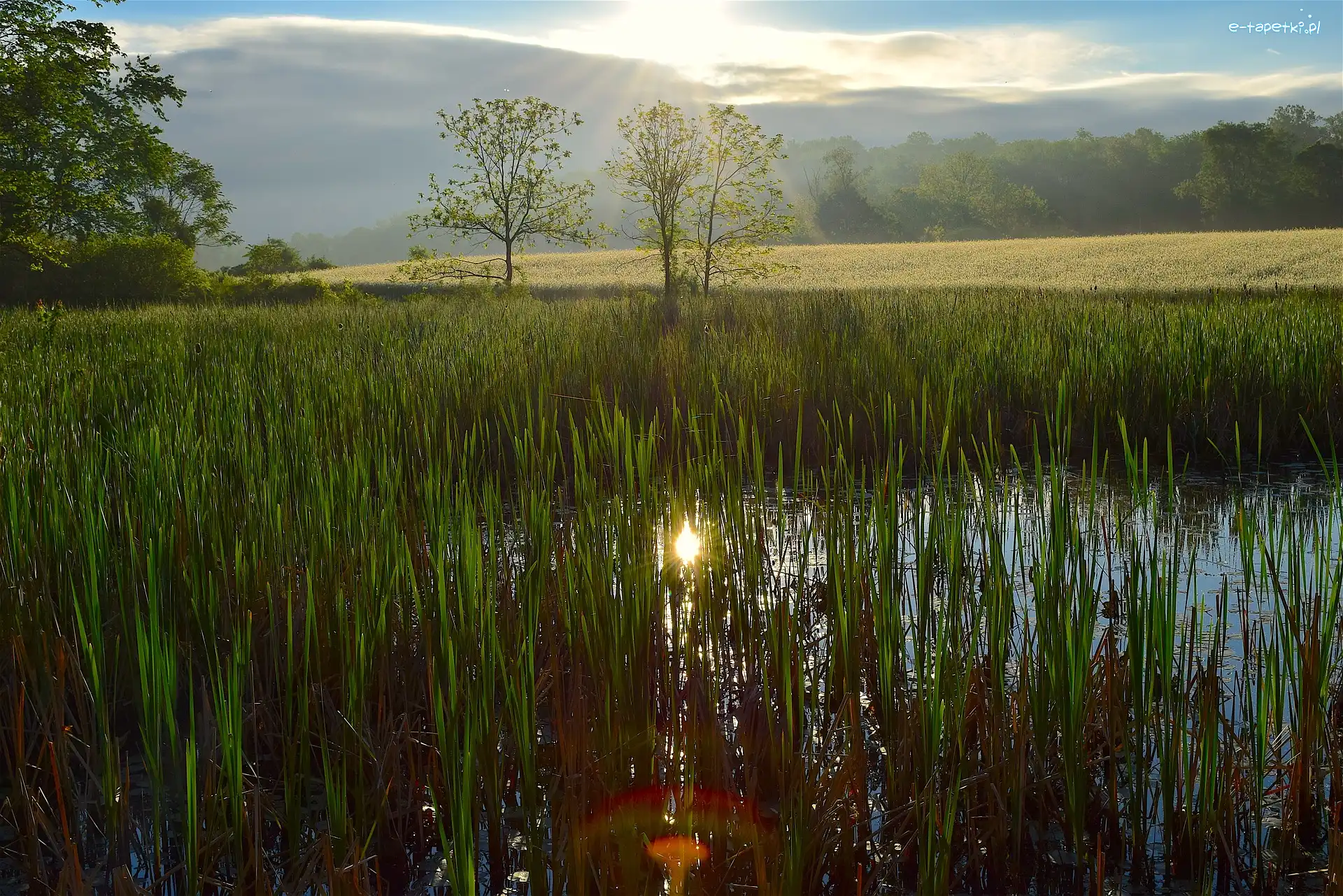 Mokradła, Szuwary, Bagno, Drzewa, Trawa
