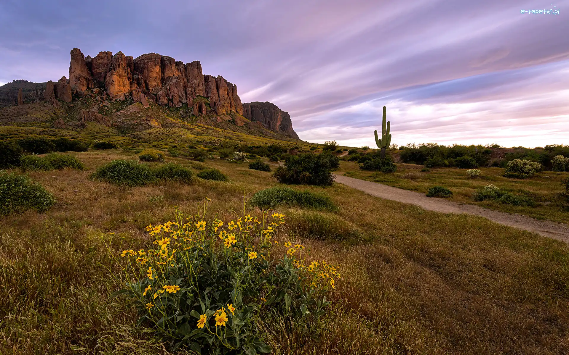 Droga, Skały, Góry, Stan Arizona, Stany Zjednoczone, Kaktus, Kwiaty, Superstition Mountains, Trawa