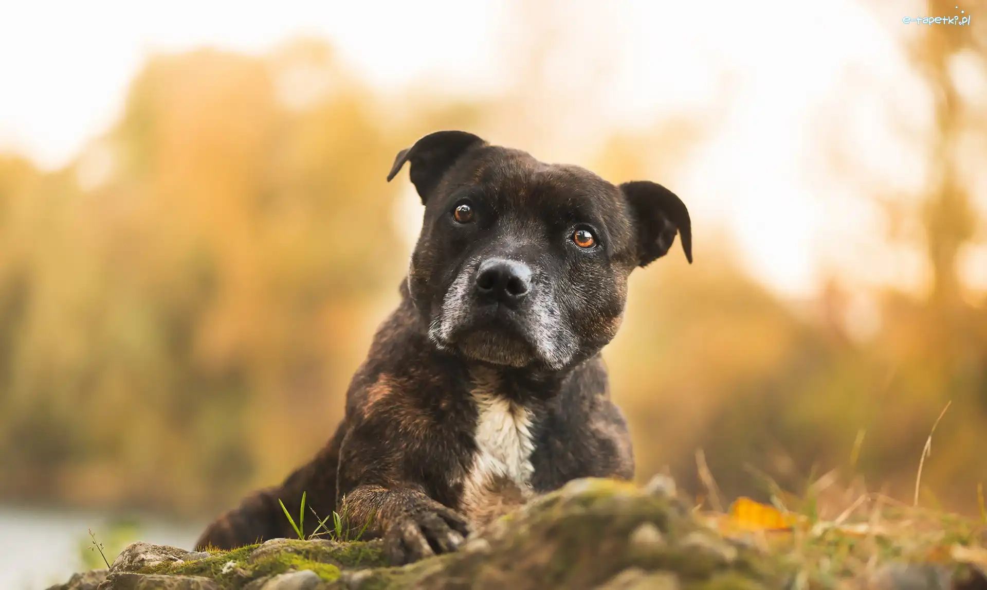 Pit Bull Terrier, Amerykański pitbulterier