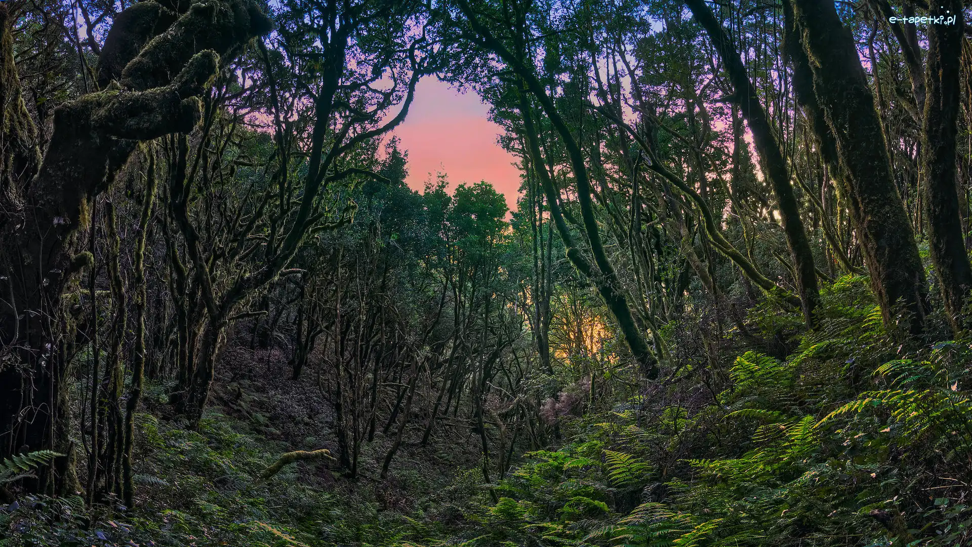 Paprocie, Wyspa La Gomera, Park Narodowy Garajonay, Wyspy Kanaryjskie, Hiszpania, Drzewa, Las wawrzynolistny