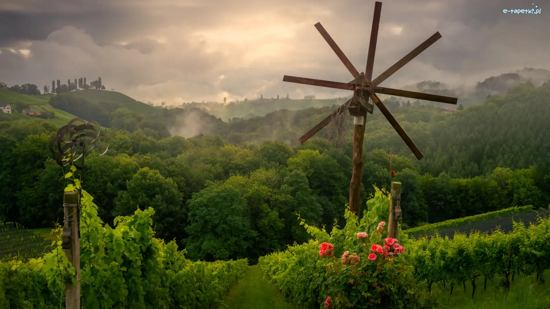 Austria, Pole, Winnice, Wzgórza, Drzewa, Styria, Kwiaty Róże