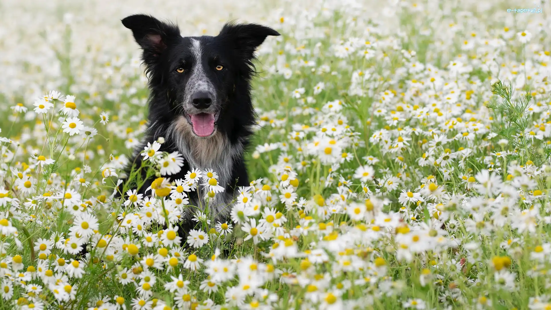 Border collie, Rumianki, Kwiaty, Pies
